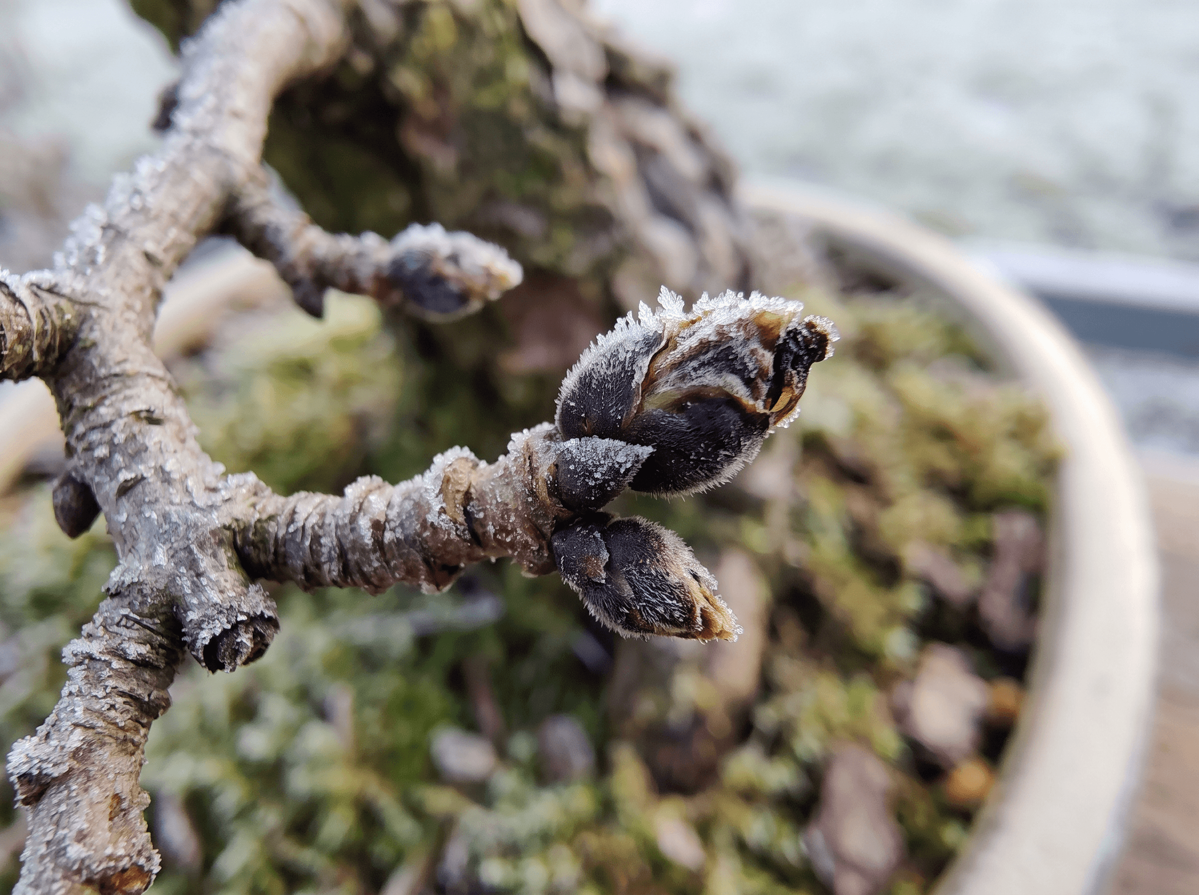 Bonsai buds killed by frost: black or mushy growth after a cold snap