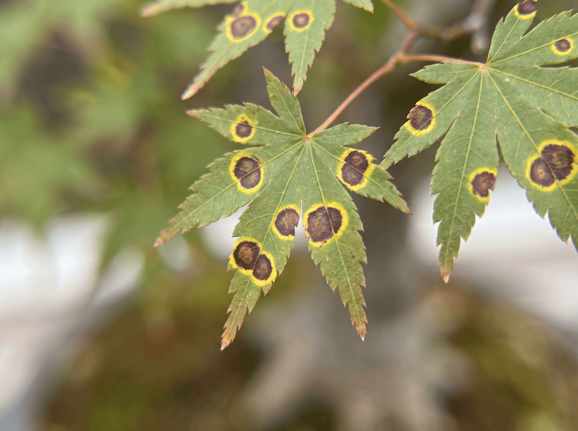 Dark spots on bonsai leaves (fungal leaf spot)