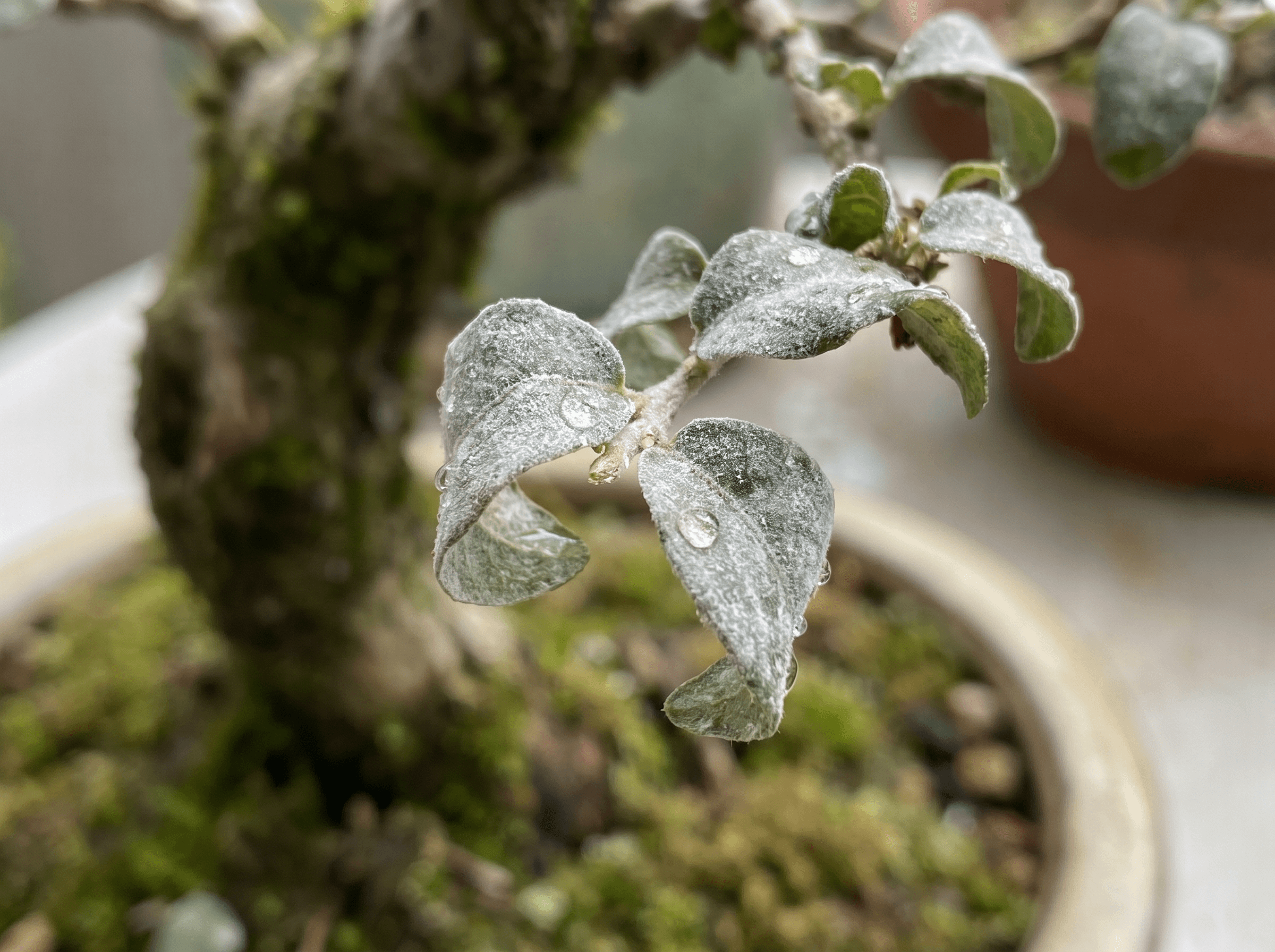 White powdery film on bonsai leaves
