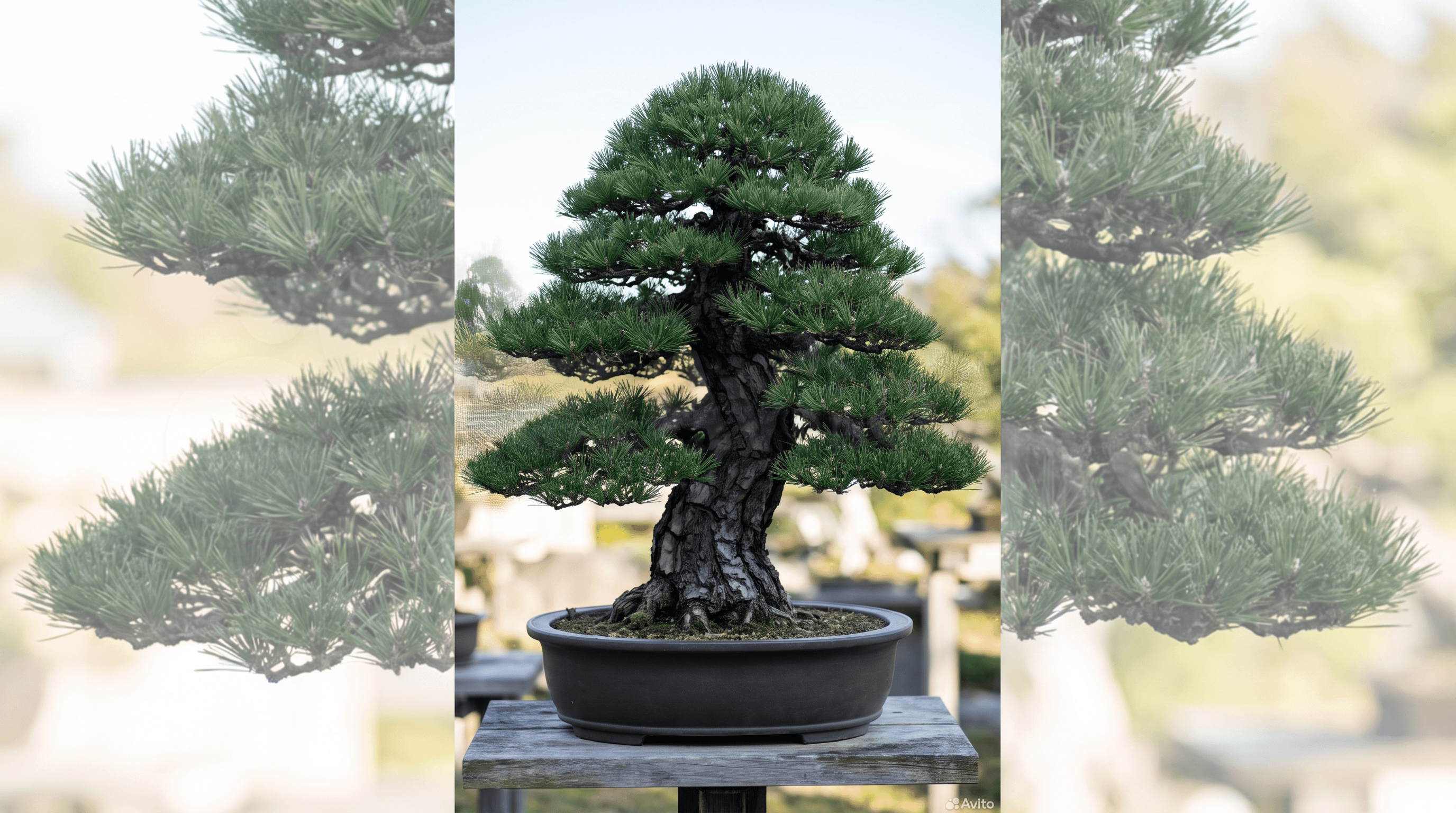Bonsaï de pin noir du Japon