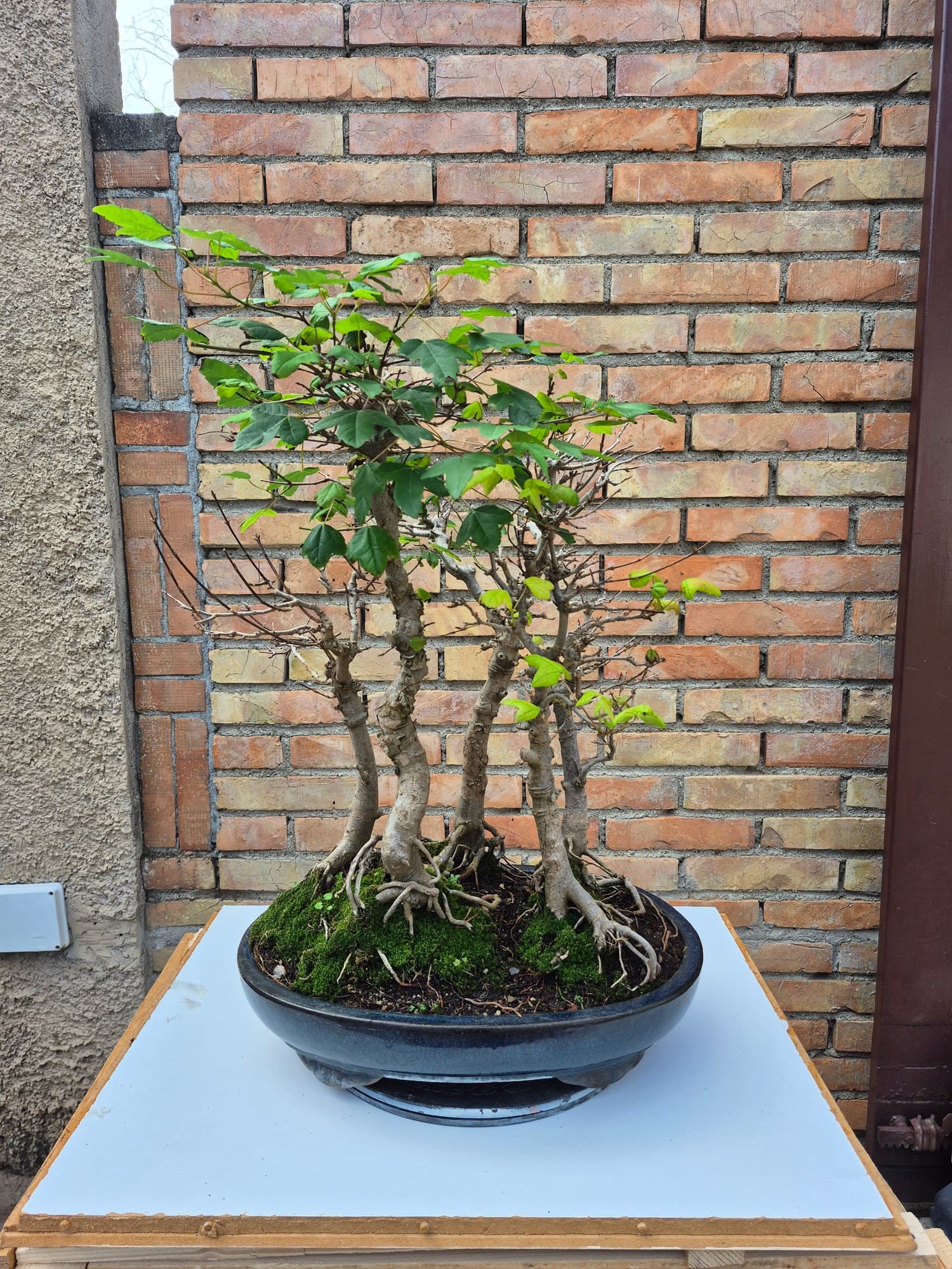 Bonsaï Acer buergerianum (Érable trident) - forêt avec racines de surface, 56 x 43 cm
