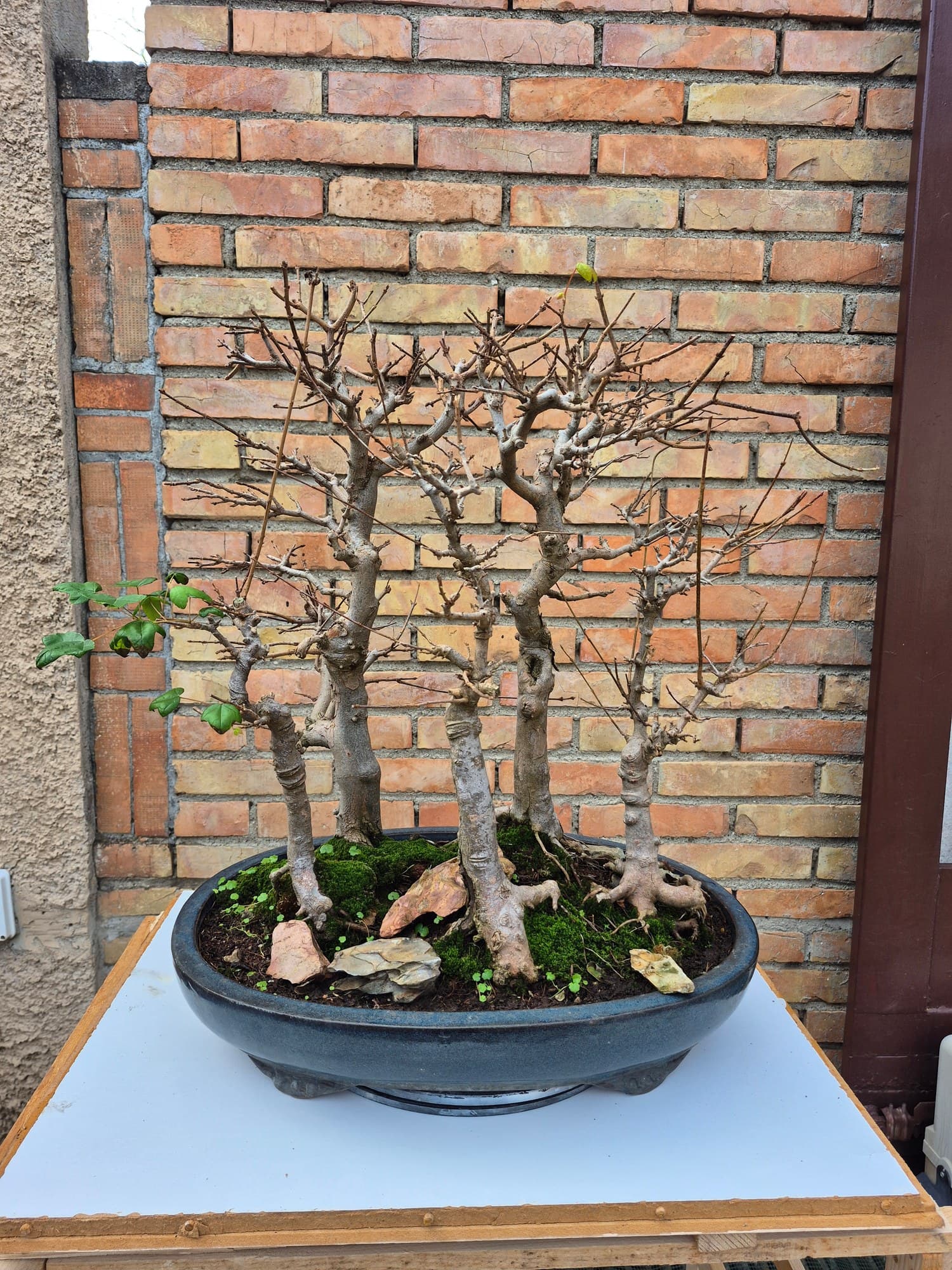 Bonsaï Acer buergerianum (Érable trident) - forêt, 54 x 62 cm