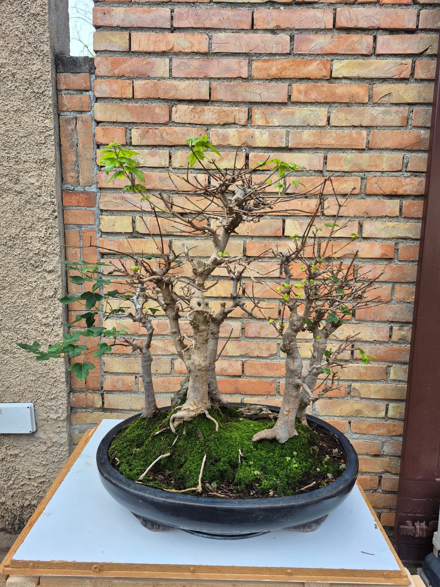 Bonsaï Acer buergerianum (Érable trident) - forêt, 66 x 65 cm