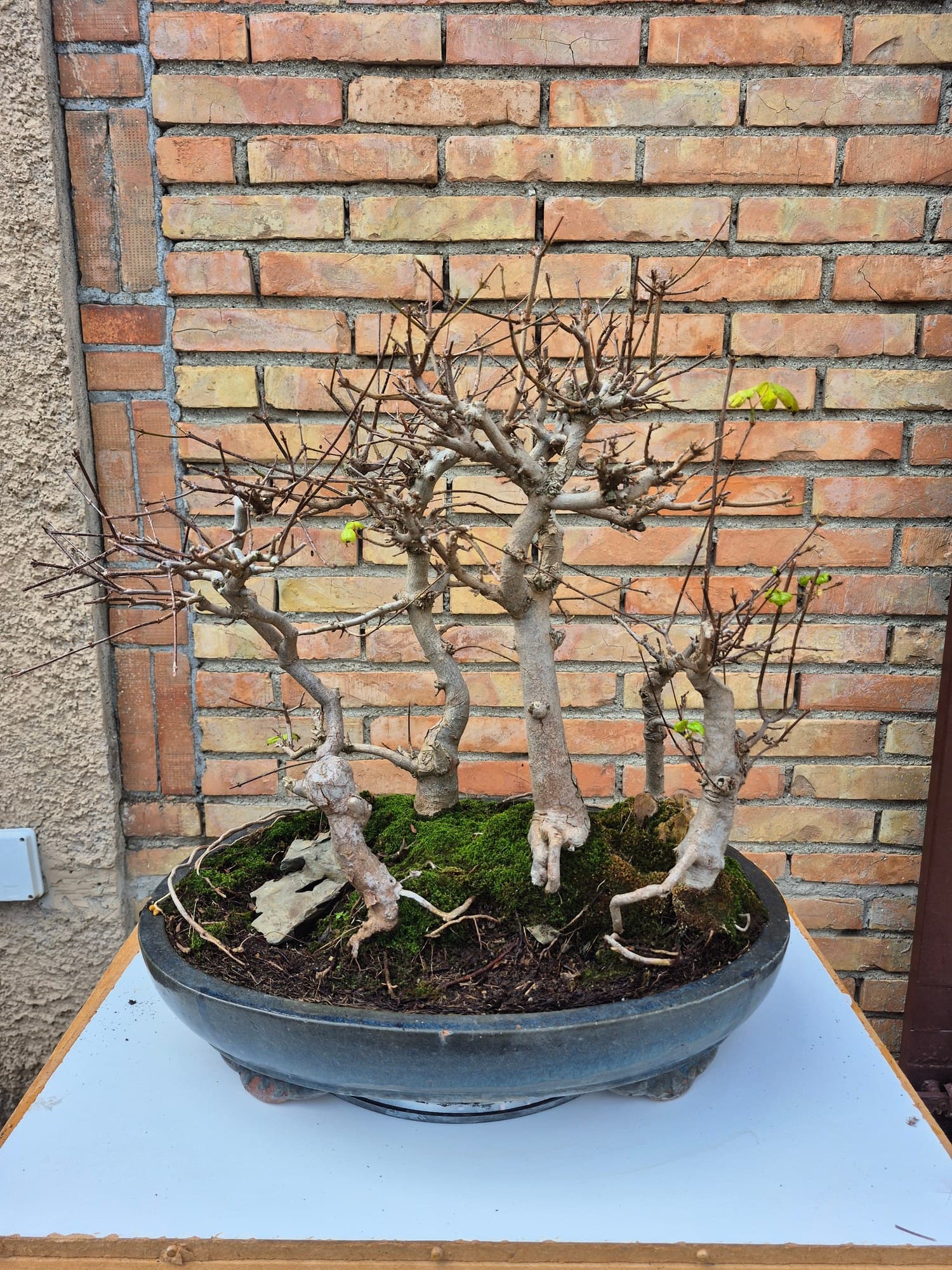 Bonsaï Acer buergerianum (Érable trident) - forêt, 54 x 56 cm