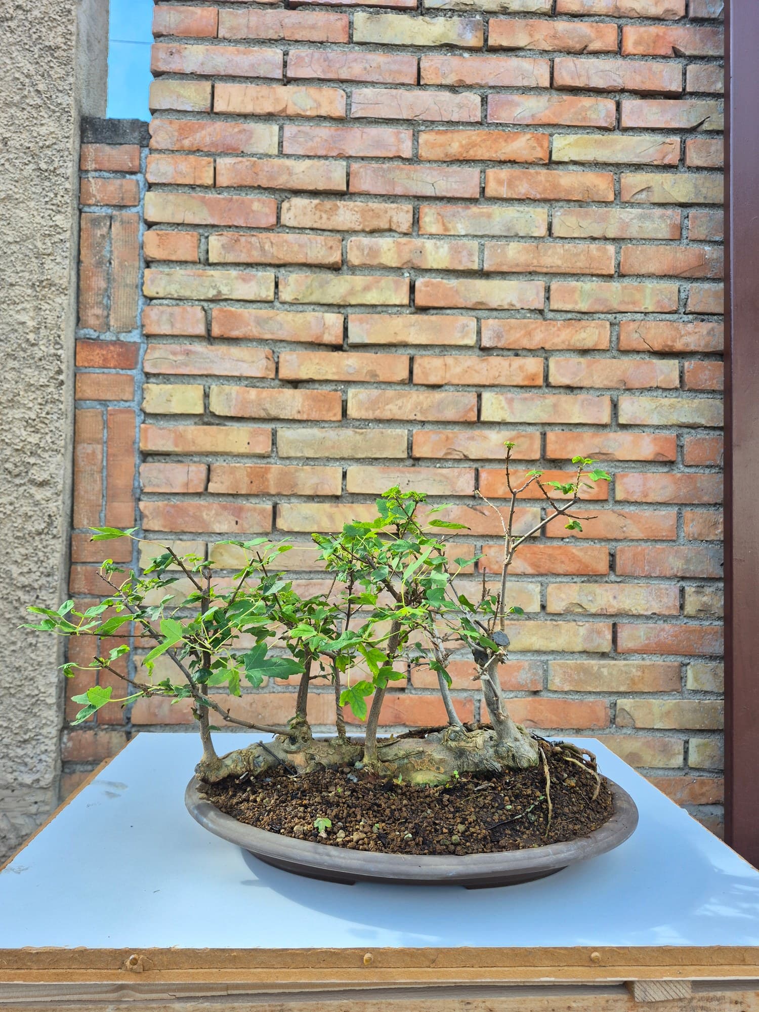 Bonsaï Acer buergerianum (Érable trident) - composition en radeau, 48 x 33 cm