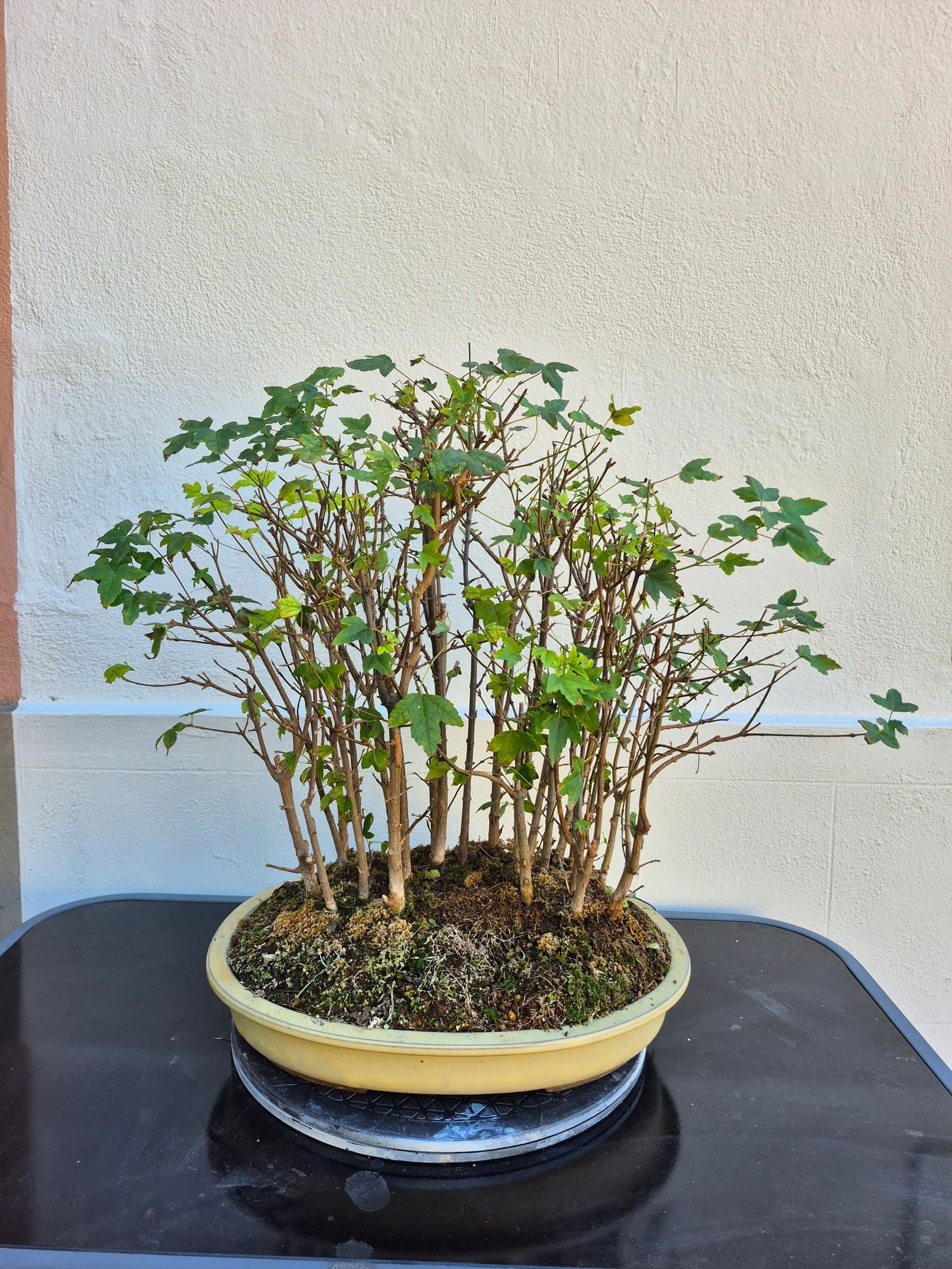 Bonsai Acer buergerianum (Acero tridente) - bosco, 44 x 54 cm