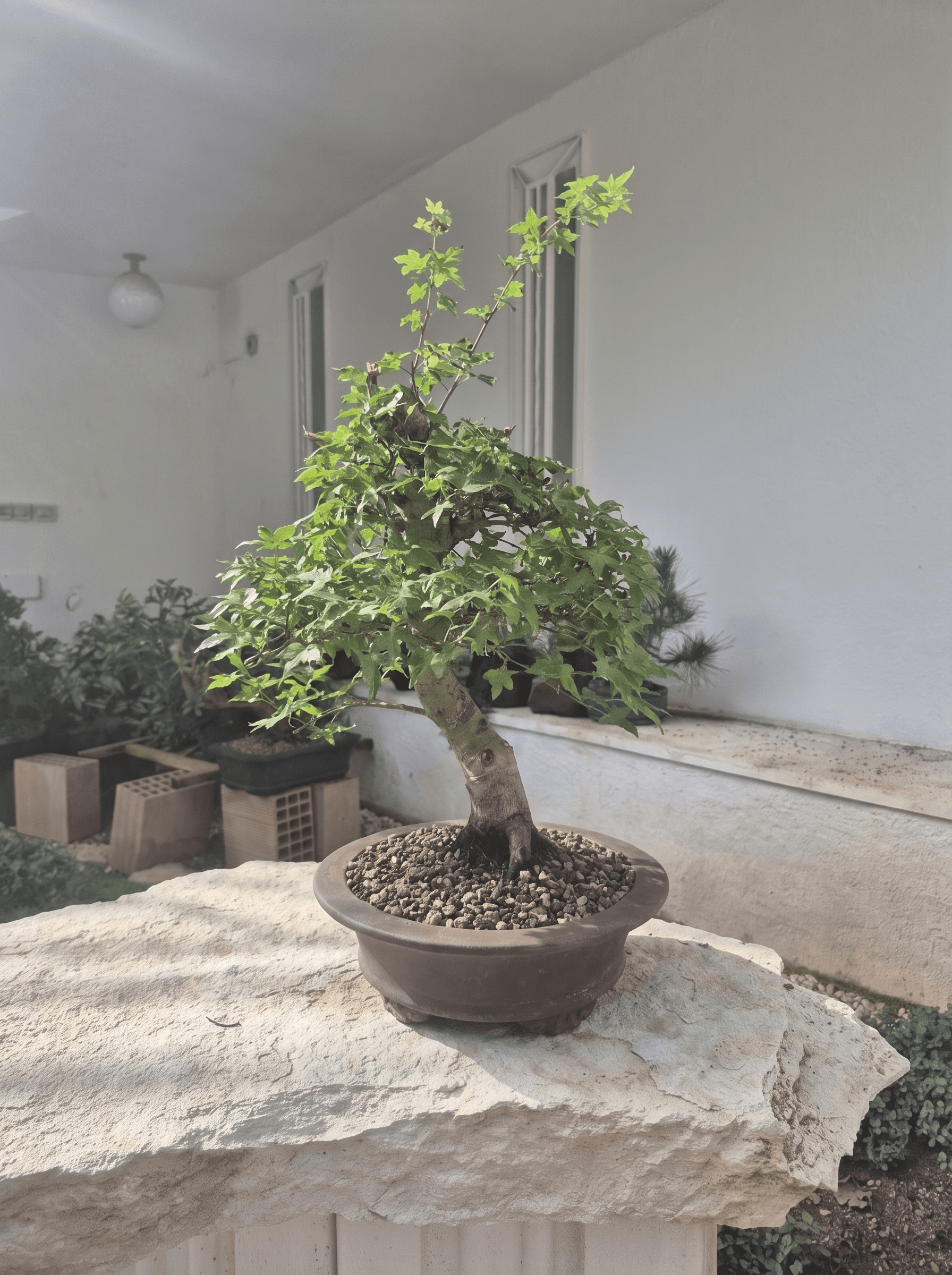 Bonsai of Acer Palmatum Deshojo