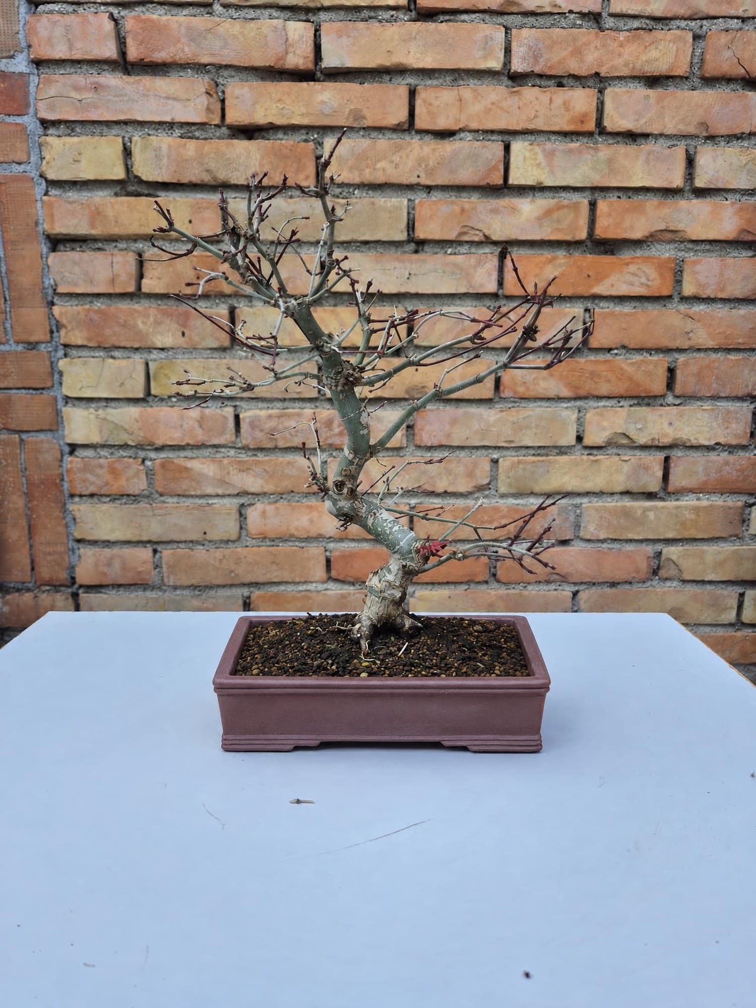 Bonsaï Acer palmatum 'Deshojo' (Érable du Japon) - étagé, 30 x 25 cm