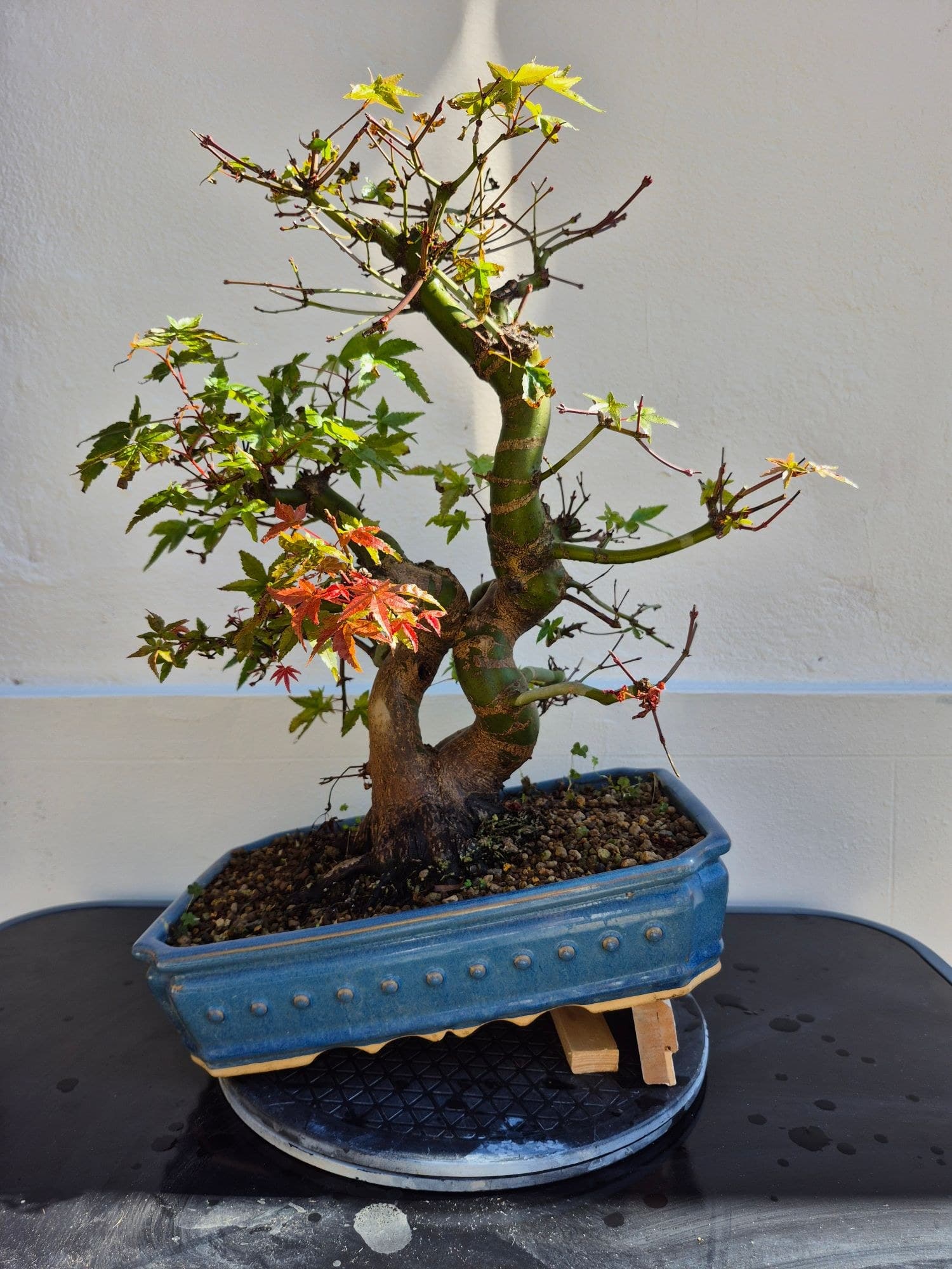 Bonsai Acer palmatum 'Deshojo' (Acero giapponese) - a piani, 46 x 45 cm