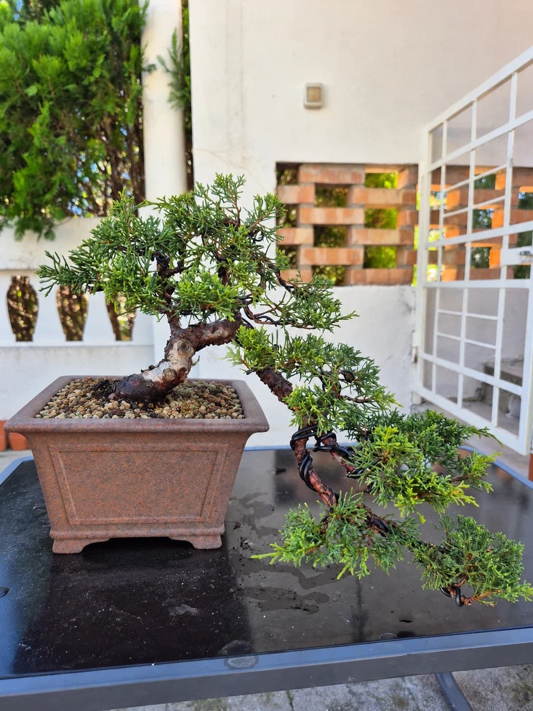 Bonsai Ginepro - cascata, 20 x 41 cm