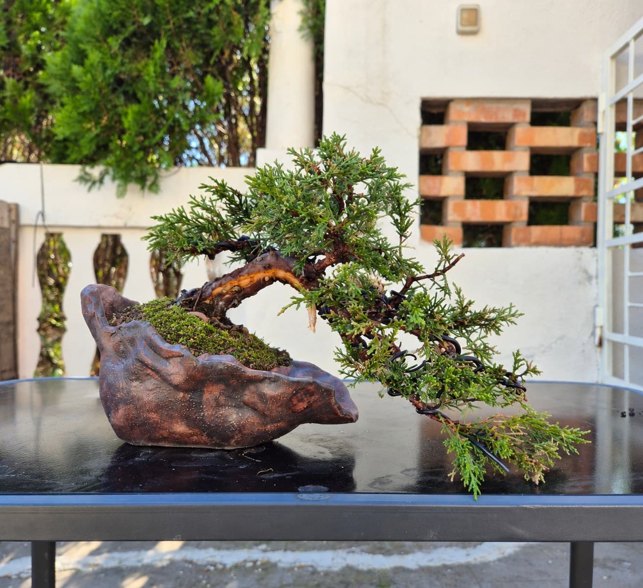 Bonsai Juniperus chinensis 'Kyushu' (Ginepro cinese) - 25 x 30 cm