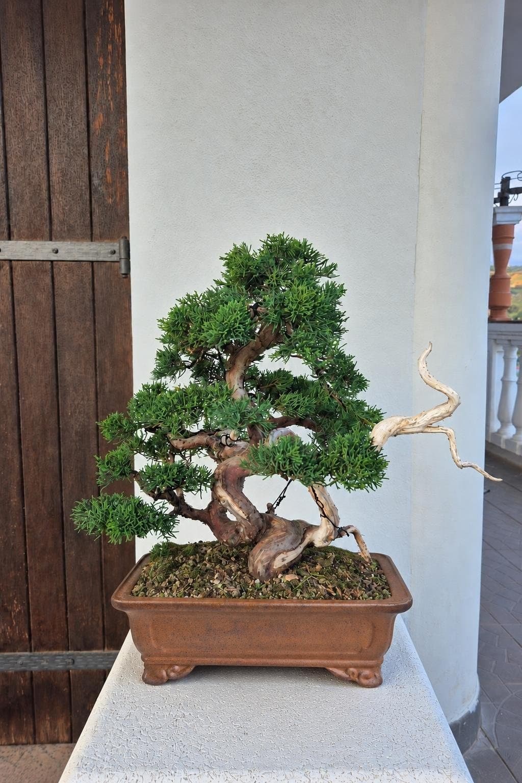Bonsai aus Wacholder Itoigawa Groß