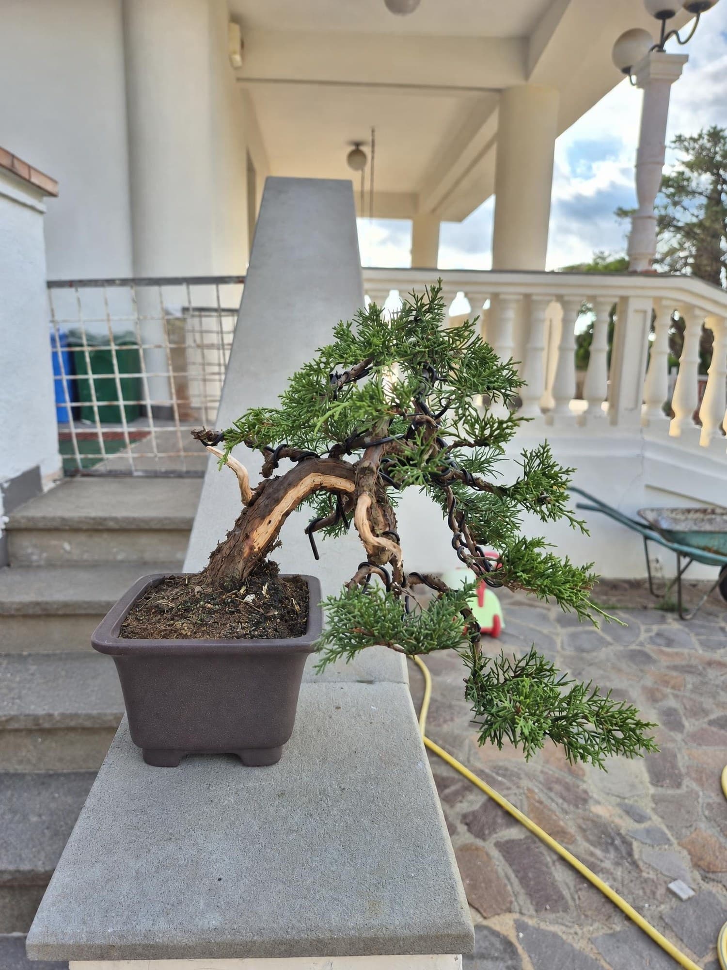 Bonsai Juniperus chinensis (Chinesischer Wacholder) - Halbkaskade, 30 x 35 cm