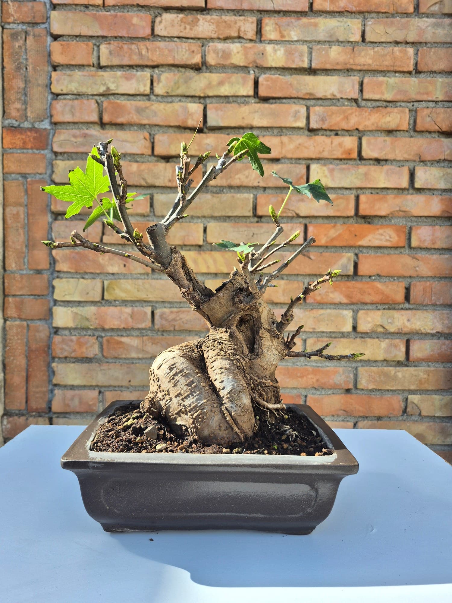 Bonsaï Liquidambar - 34 x 33 cm