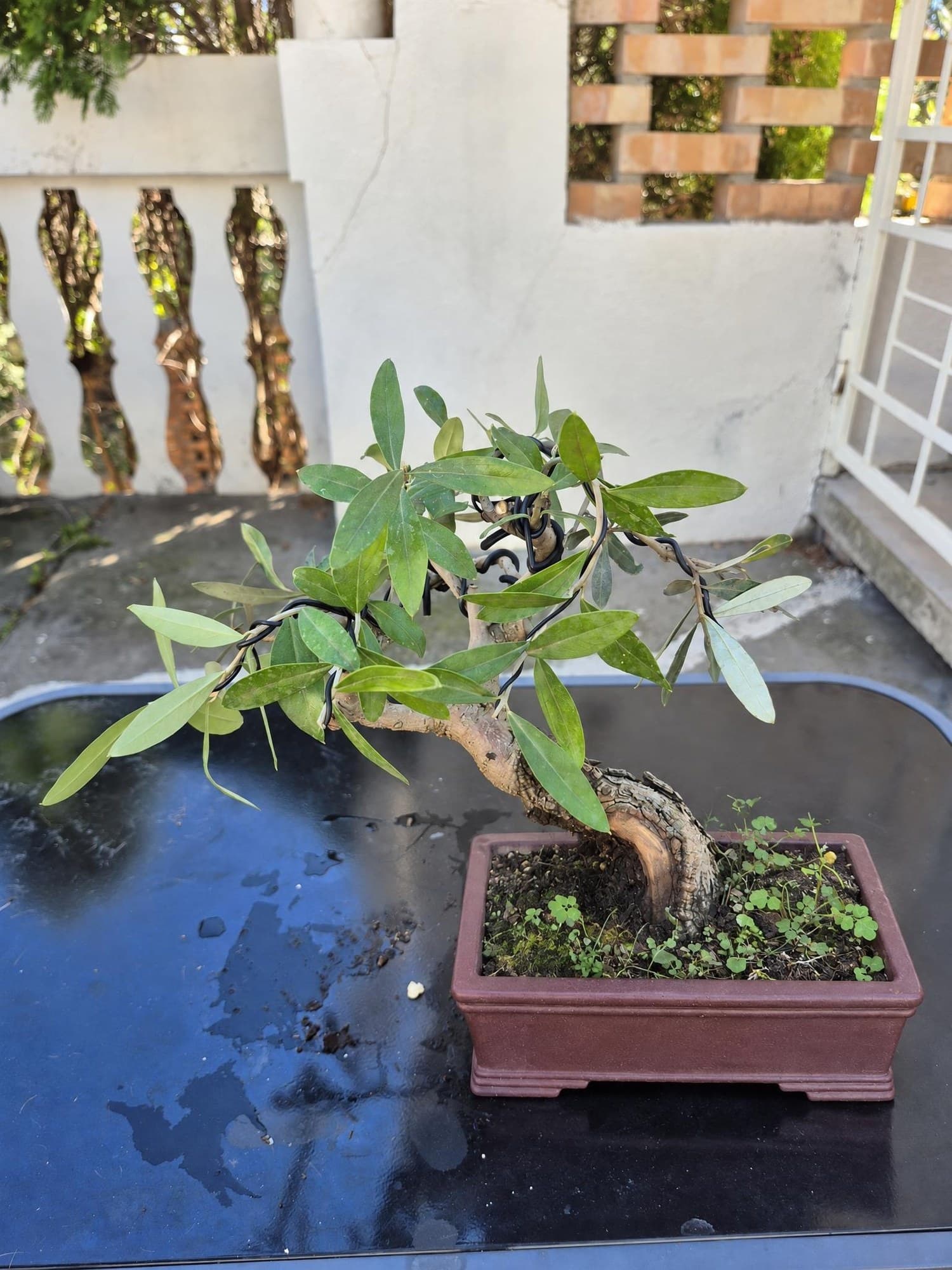 Bonsai Olea europaea (Olivo) - 21 x 28 cm