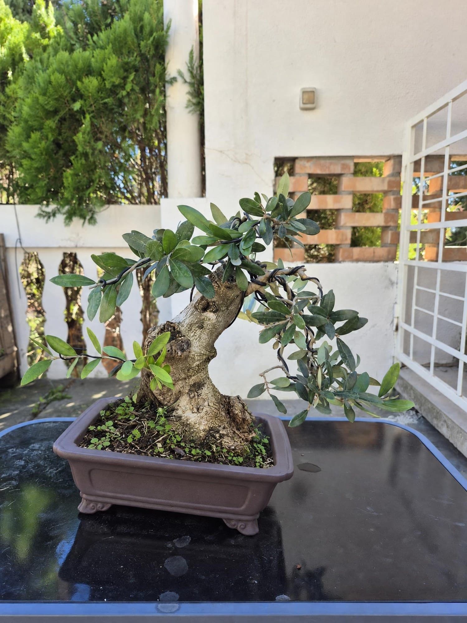 Bonsai Olea europaea (Olivo) - 27 x 34 cm