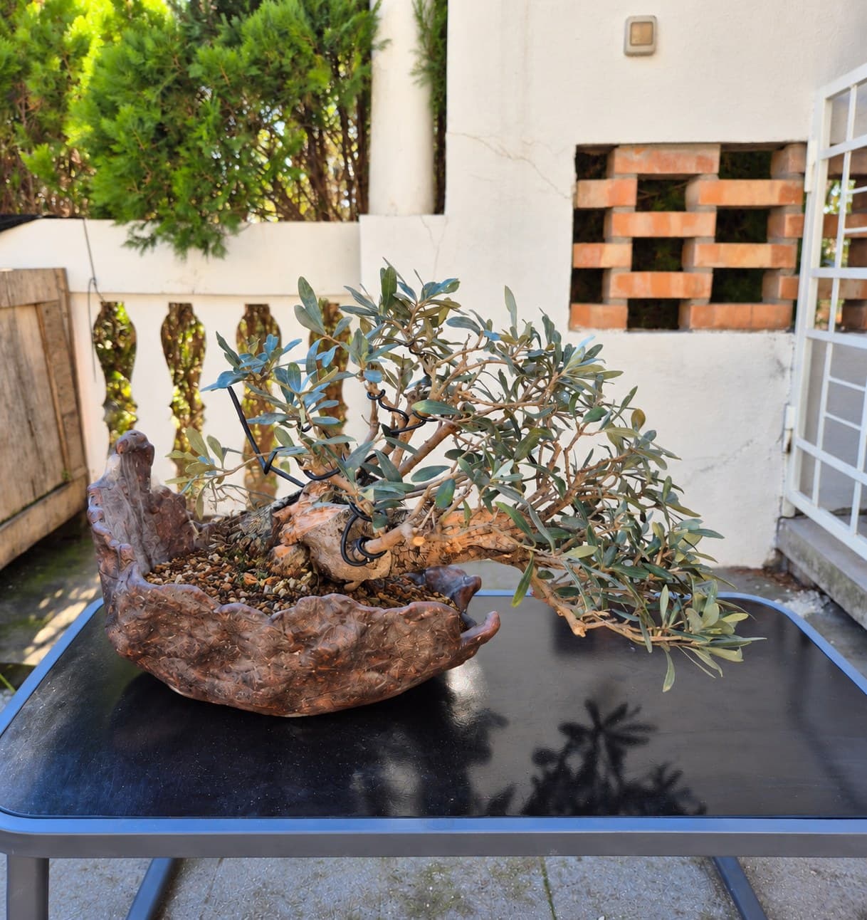 Bonsai Olea europaea (Olivo) - cascata, 30 x 50 cm