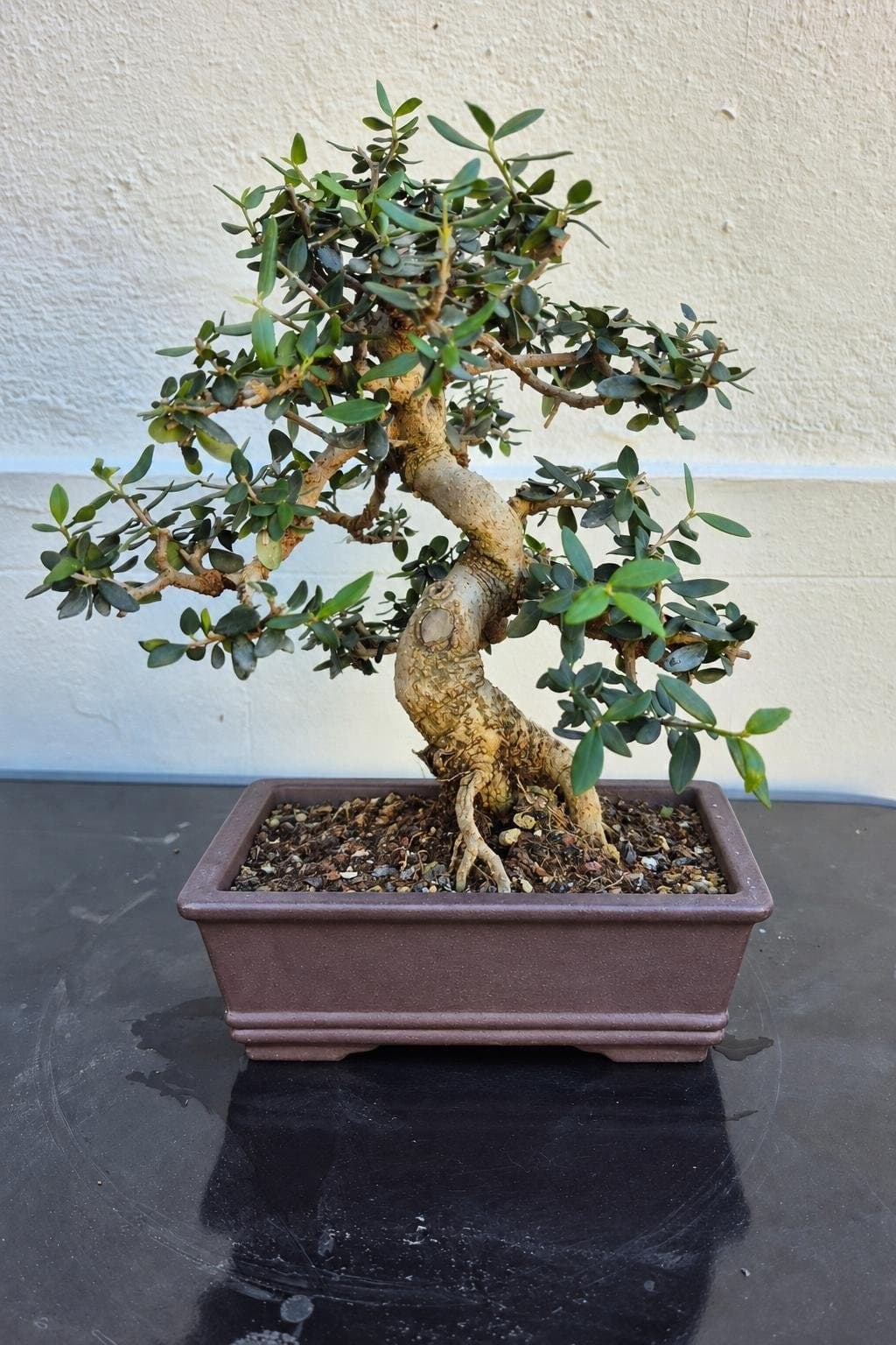 Bonsai Olea europaea sylvestris (Olivastro) - a piani