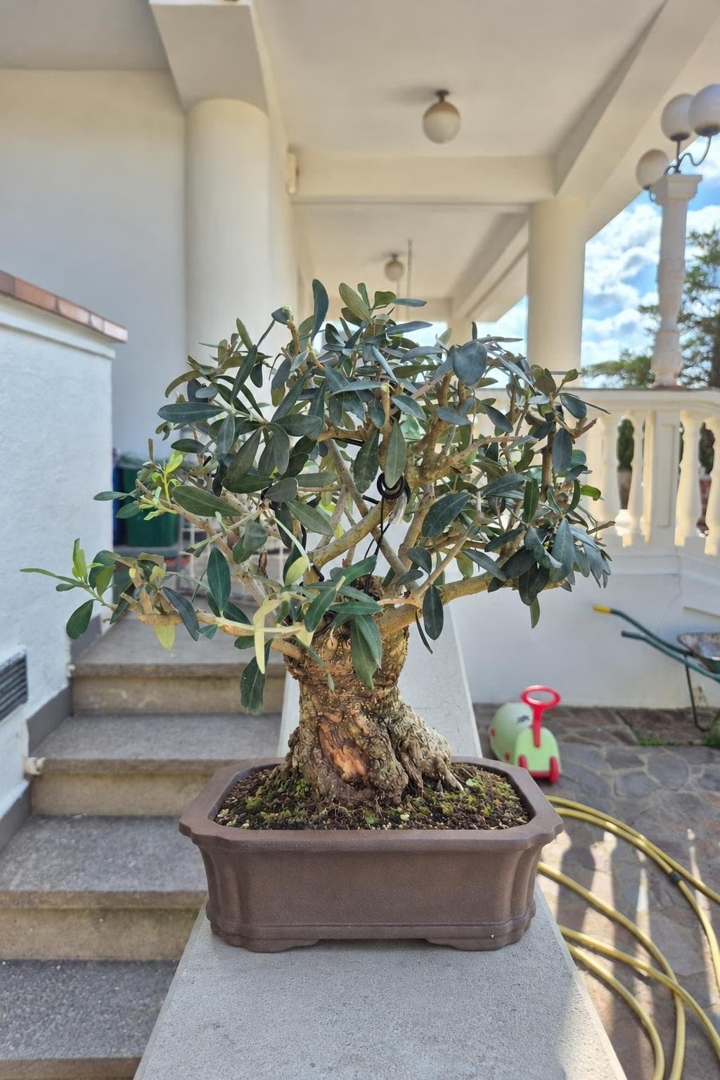Bonsai Olea europaea (Olive) - 40 x 38 cm