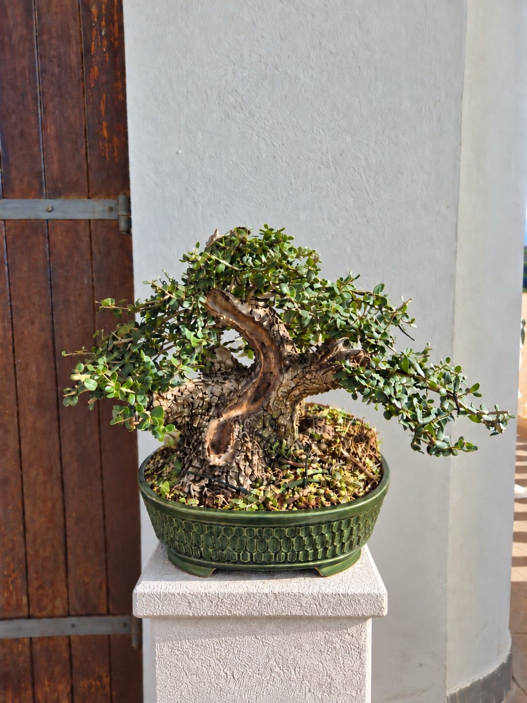 Bonsai of Olive - Anto 1