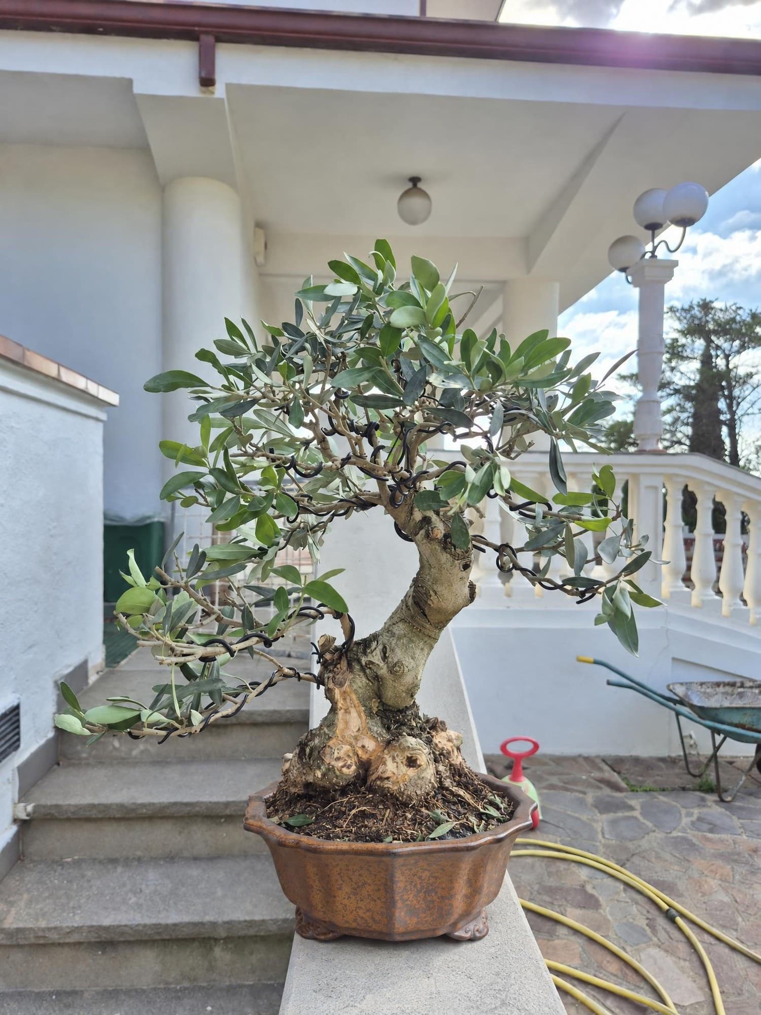 Bonsai Olea europaea arbequina (Olive) - 45 x 40 cm