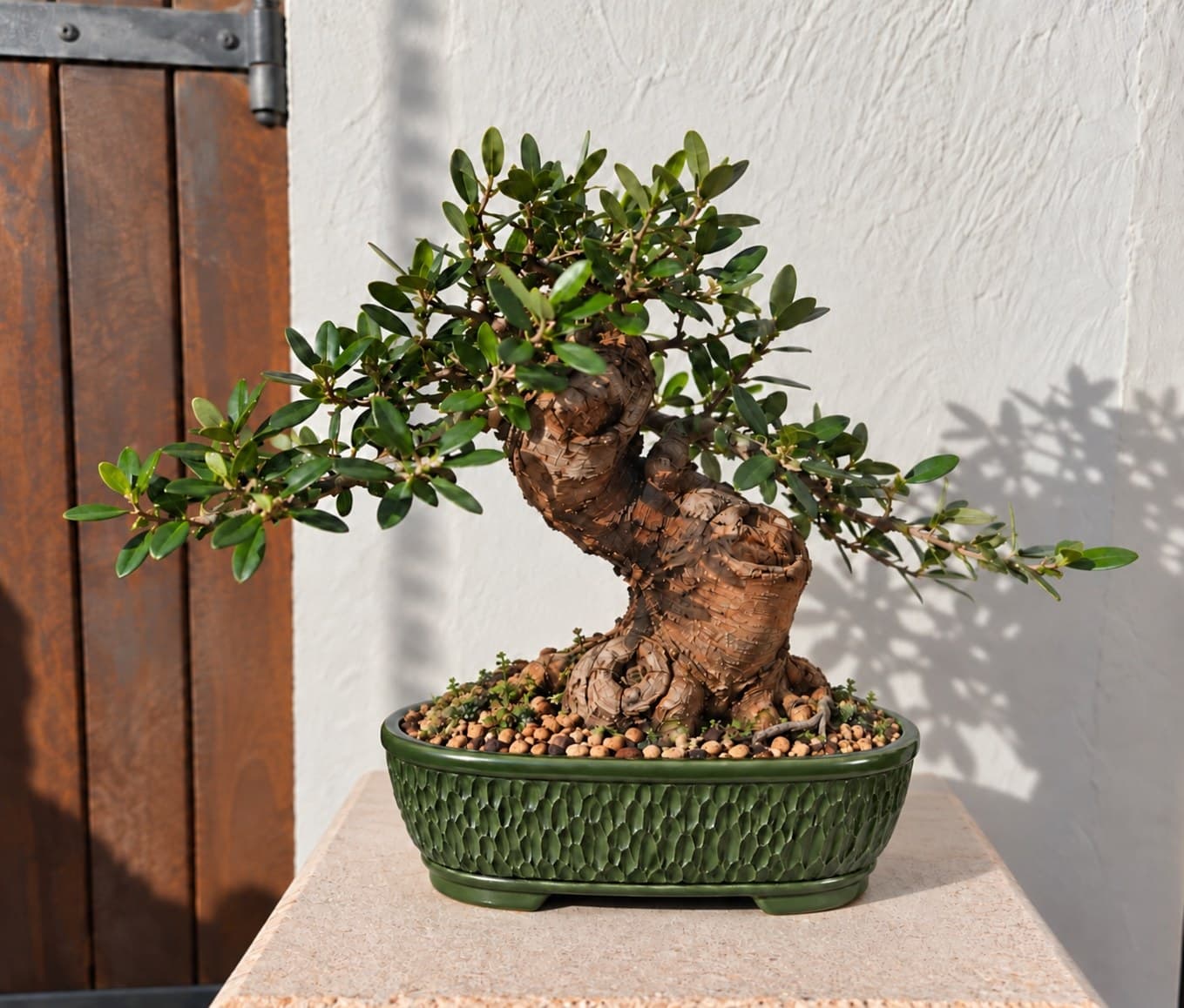 Bonsai of Olive - Mistral 1