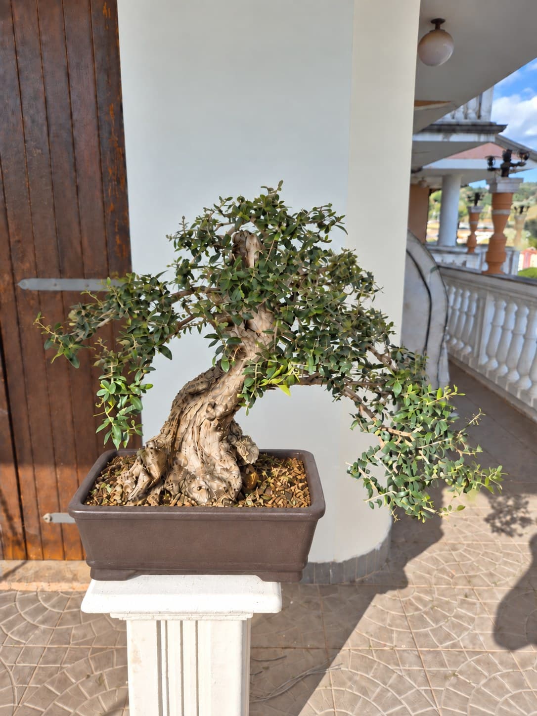 Bonsai of Olive — Riccardo 3