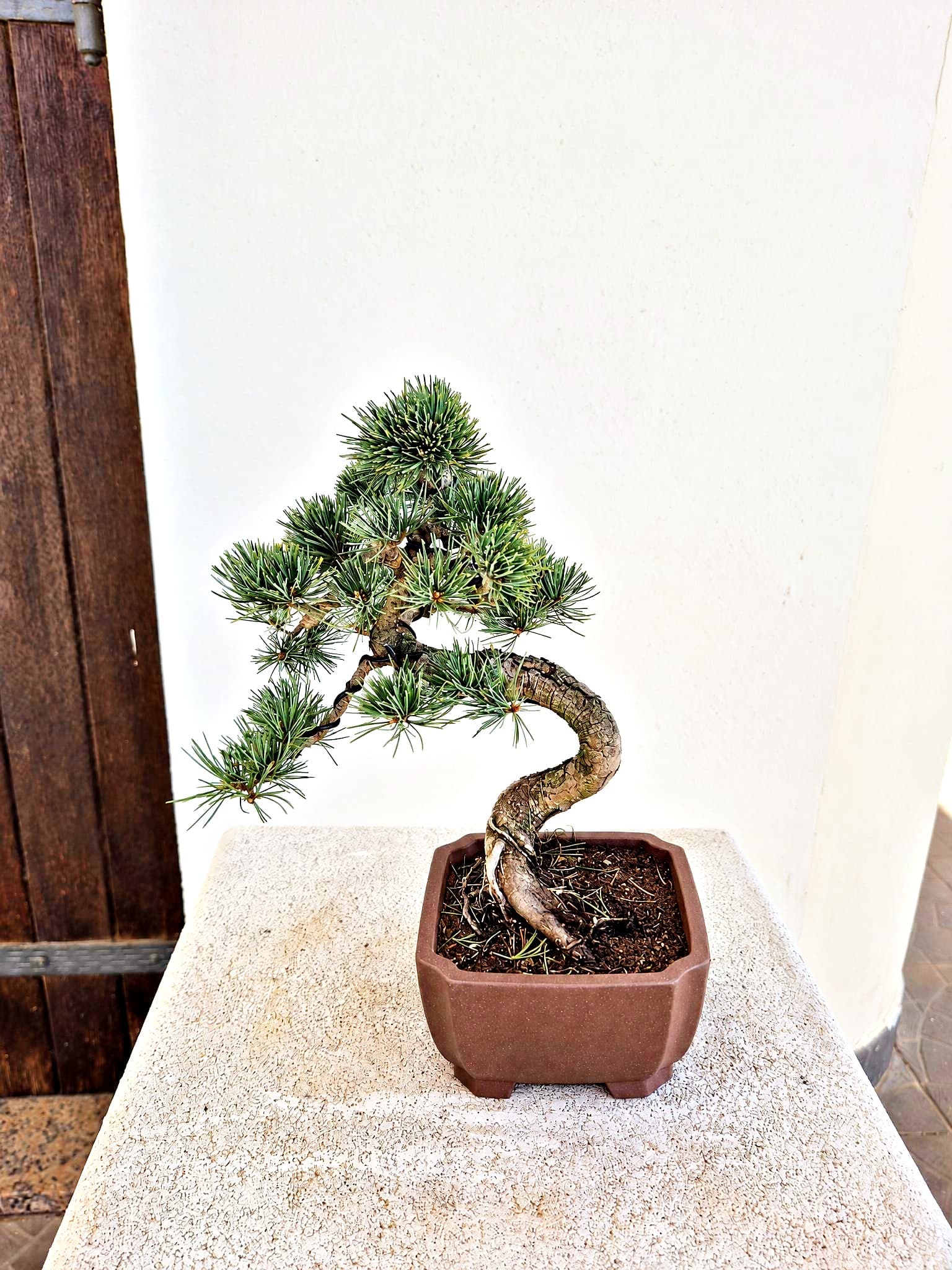 Bonsai Pinus pentaphylla (Japanische Weißkiefer) — 27 x 24 cm — Baum 4