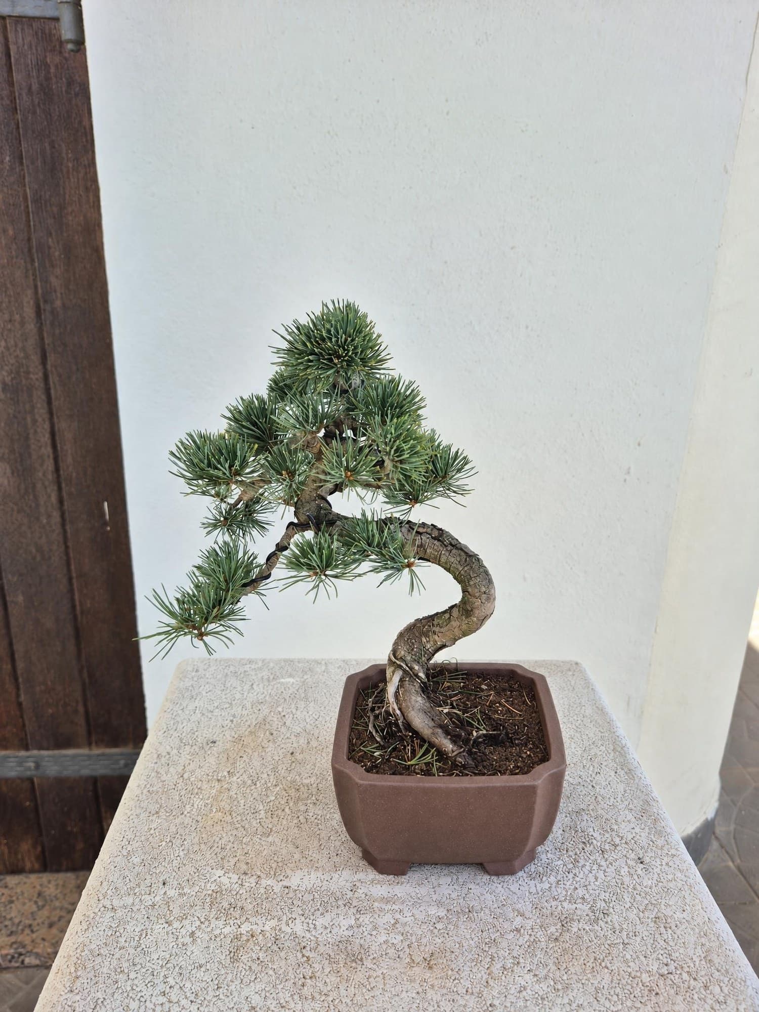 Bonsai of Pinus pentaphylla (Japanese White Pine) — 27 x 24 cm — Tree 4