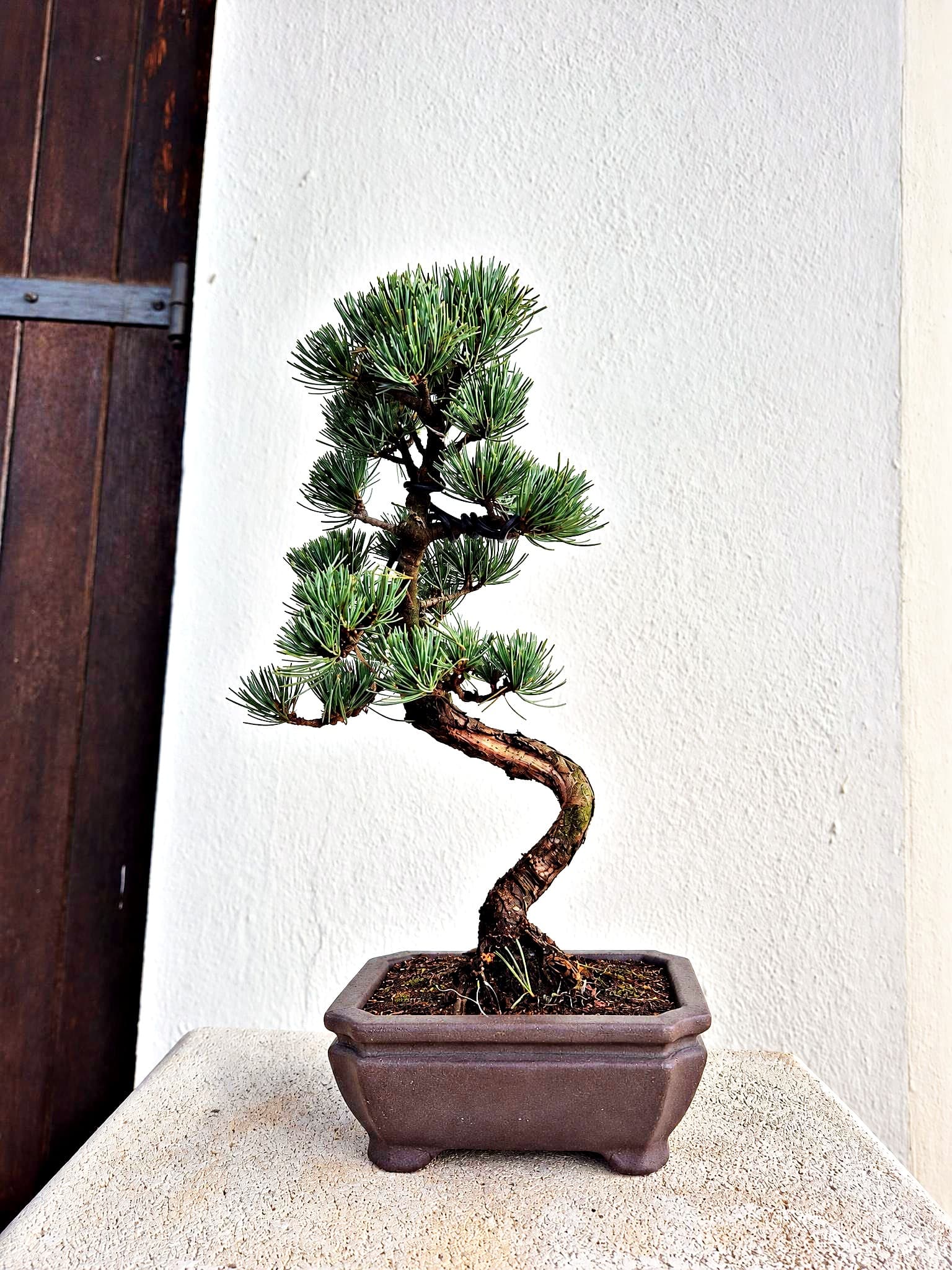 Bonsai Pinus pentaphylla (Japanische Weißkiefer) — 27 x 24 cm — Baum 1