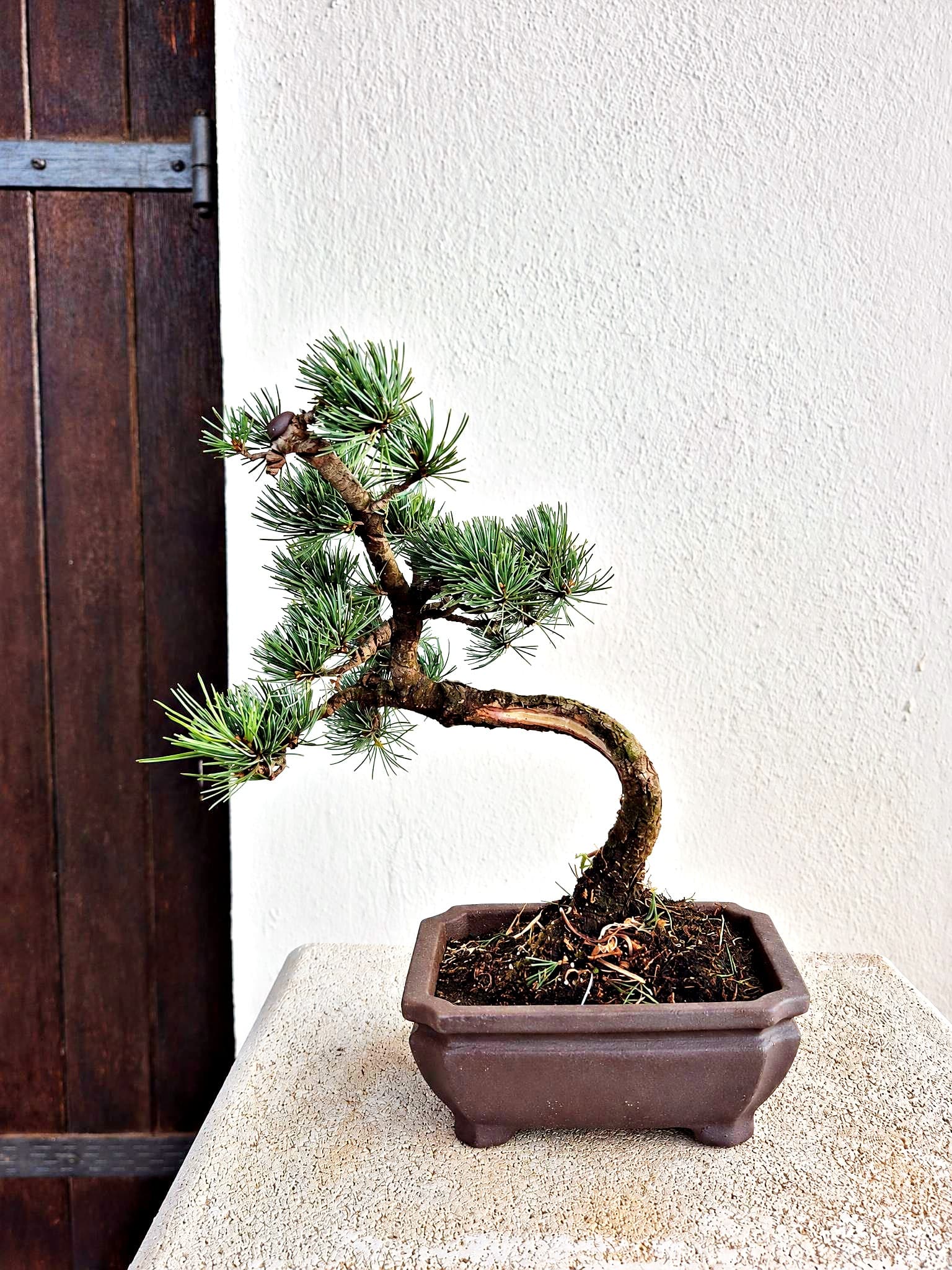 Bonsai Pinus pentaphylla (Japanische Weißkiefer) — 27 x 24 cm — Baum 2