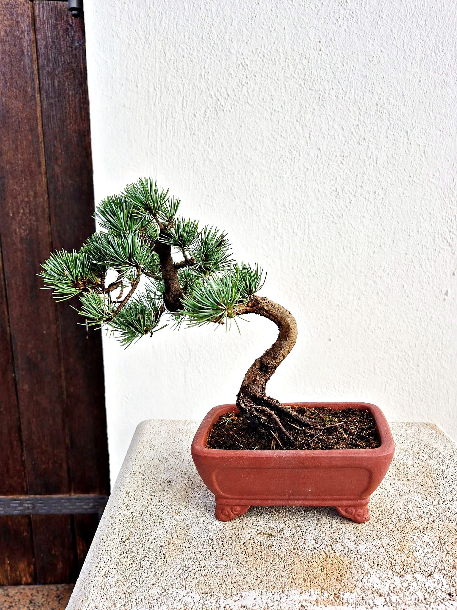 Bonsai Pinus pentaphylla (Japanische Weißkiefer) — 27 x 24 cm — Baum 3