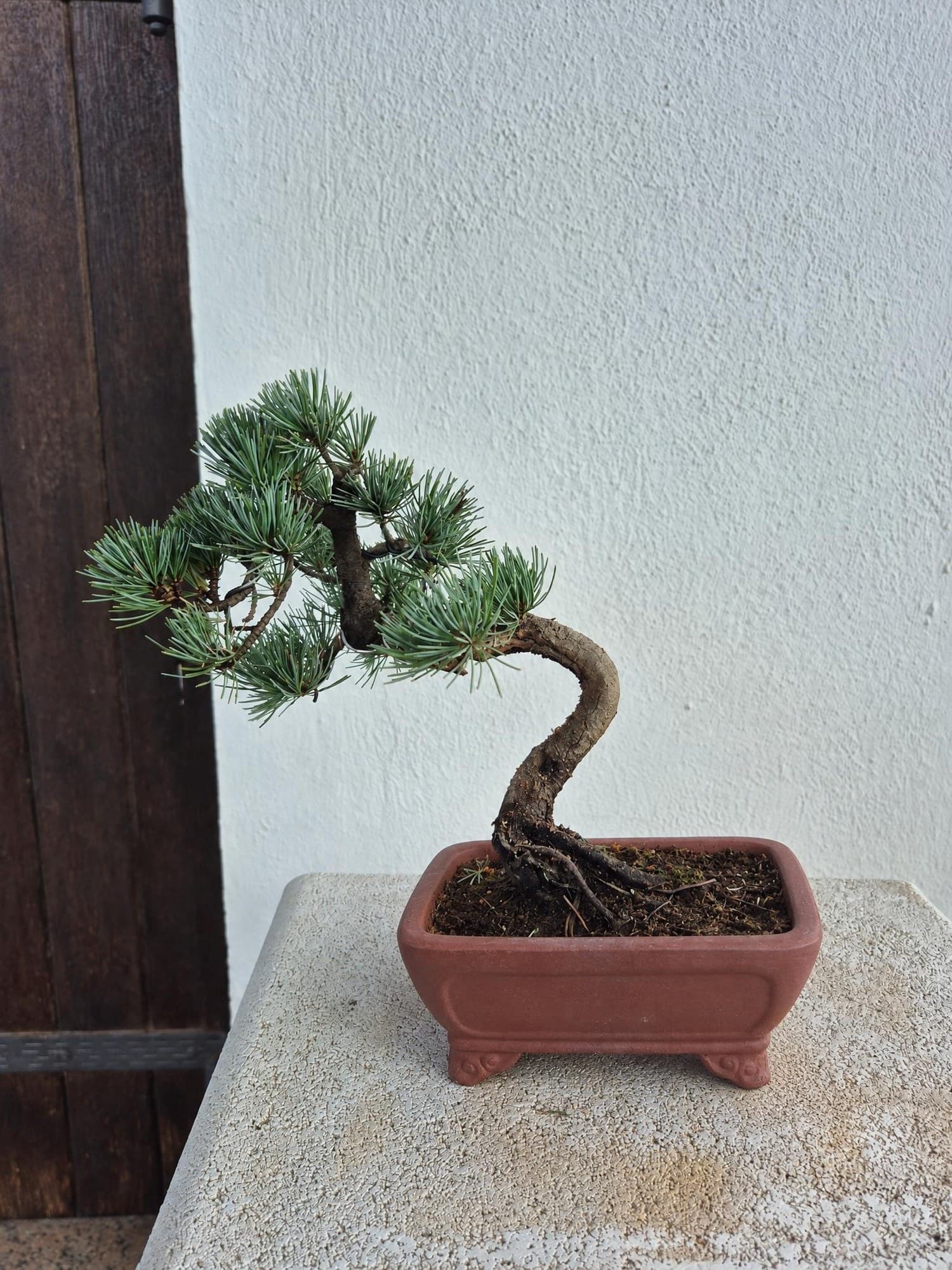 Bonsai of Pinus pentaphylla (Japanese White Pine) — 27 x 24 cm — Tree 3
