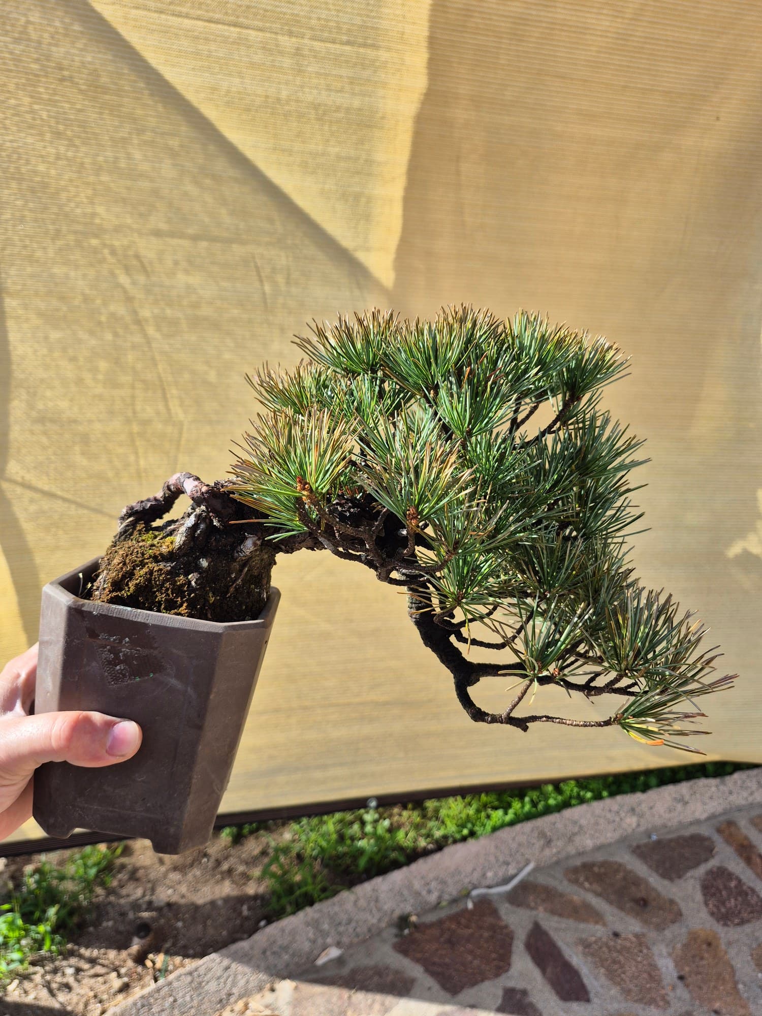 Bonsaï Pinus pentaphylla (Pin blanc du Japon) - largeur 30 cm