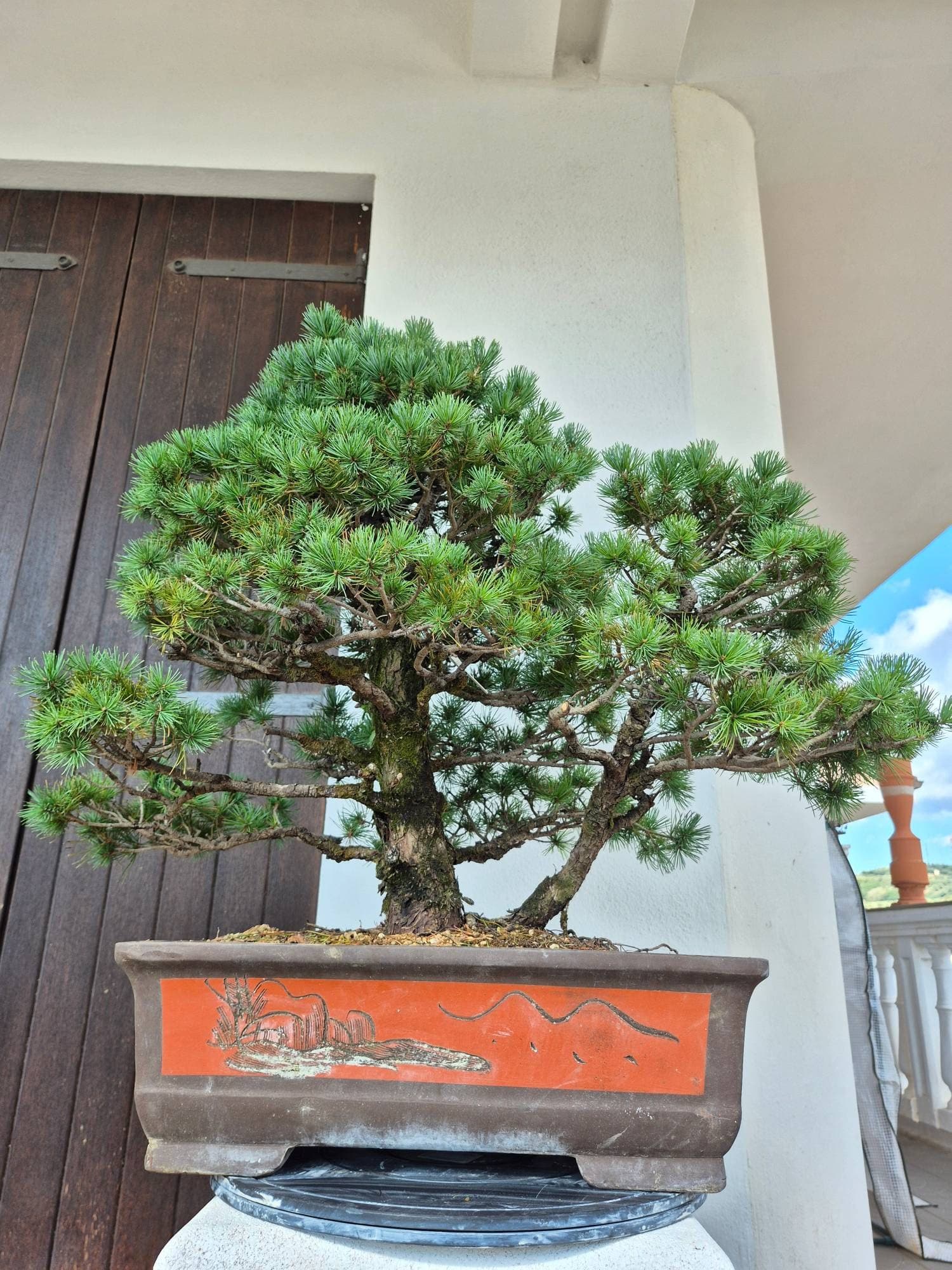 Bonsai of Pinus pentaphylla (Japanese White Pine), 29 Years