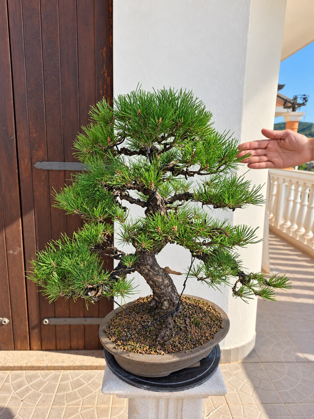 Bonsai of Pinus thunbergii (Japanese Black Pine) — 76 x 60 cm
