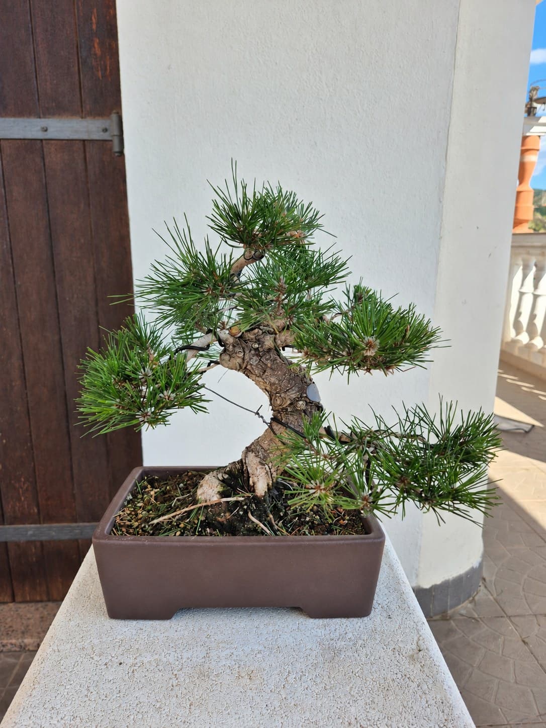 Bonsai of Pinus thunbergii (Japanese Black Pine) — 33 x 37 cm