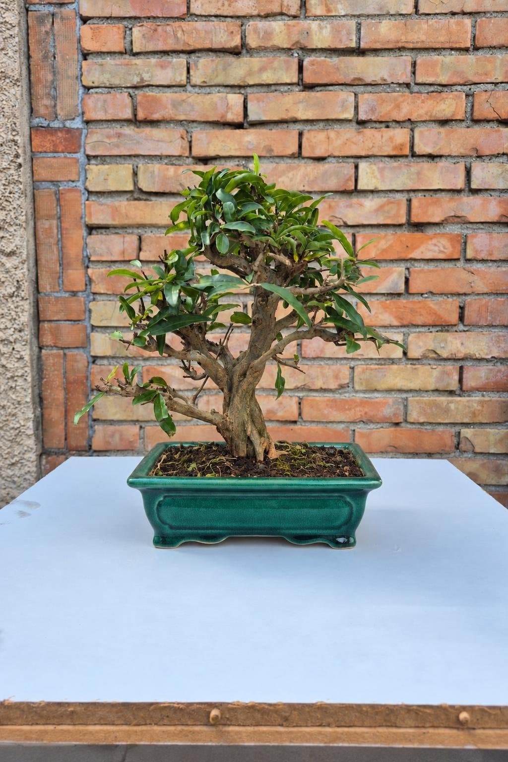 Bonsaï Punica granatum (Grenadier) - 28 x 29 cm