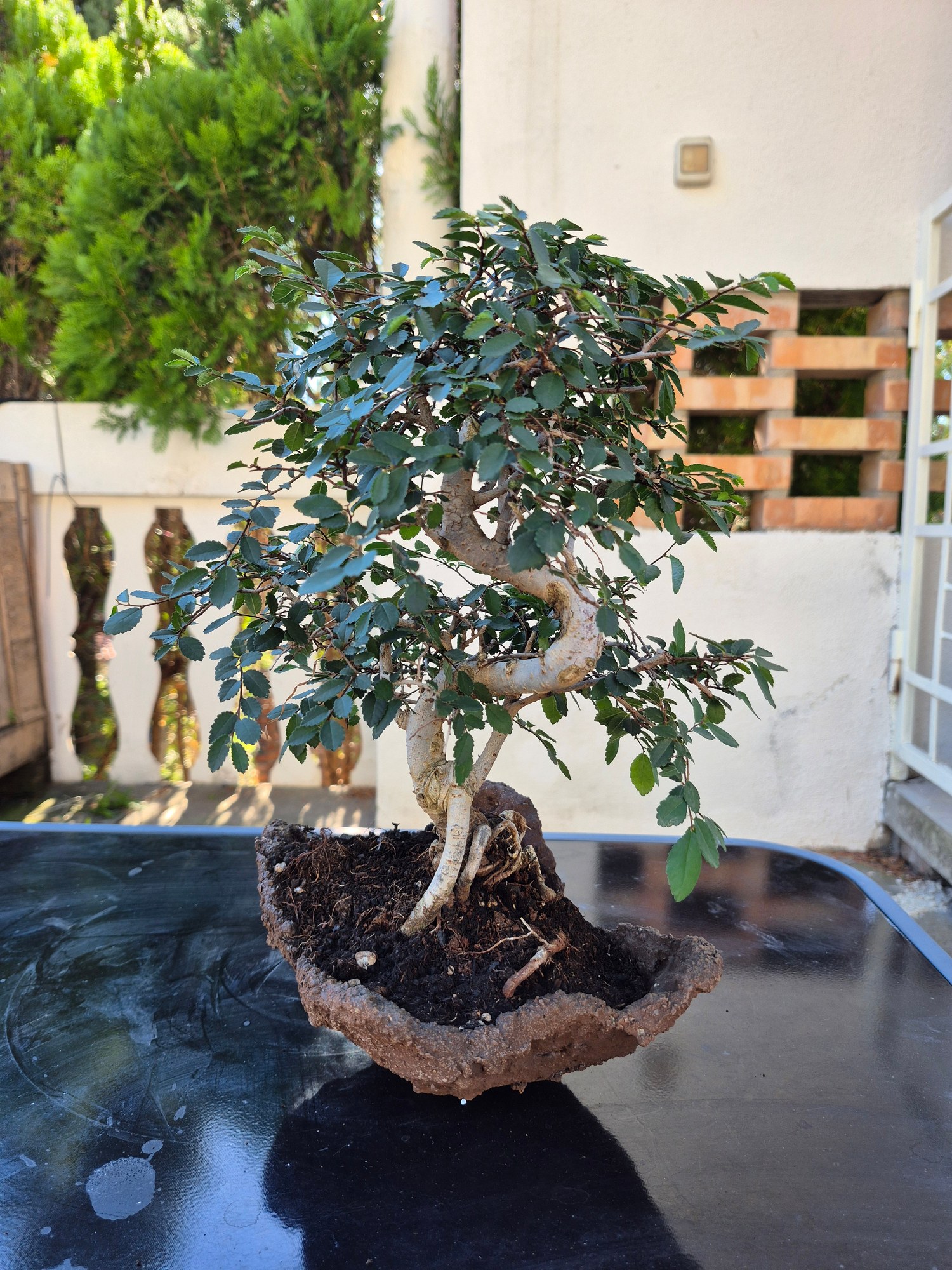 Bonsai Zelkova parvifolia (Zelkova) - tiered, 30 x 23 cm