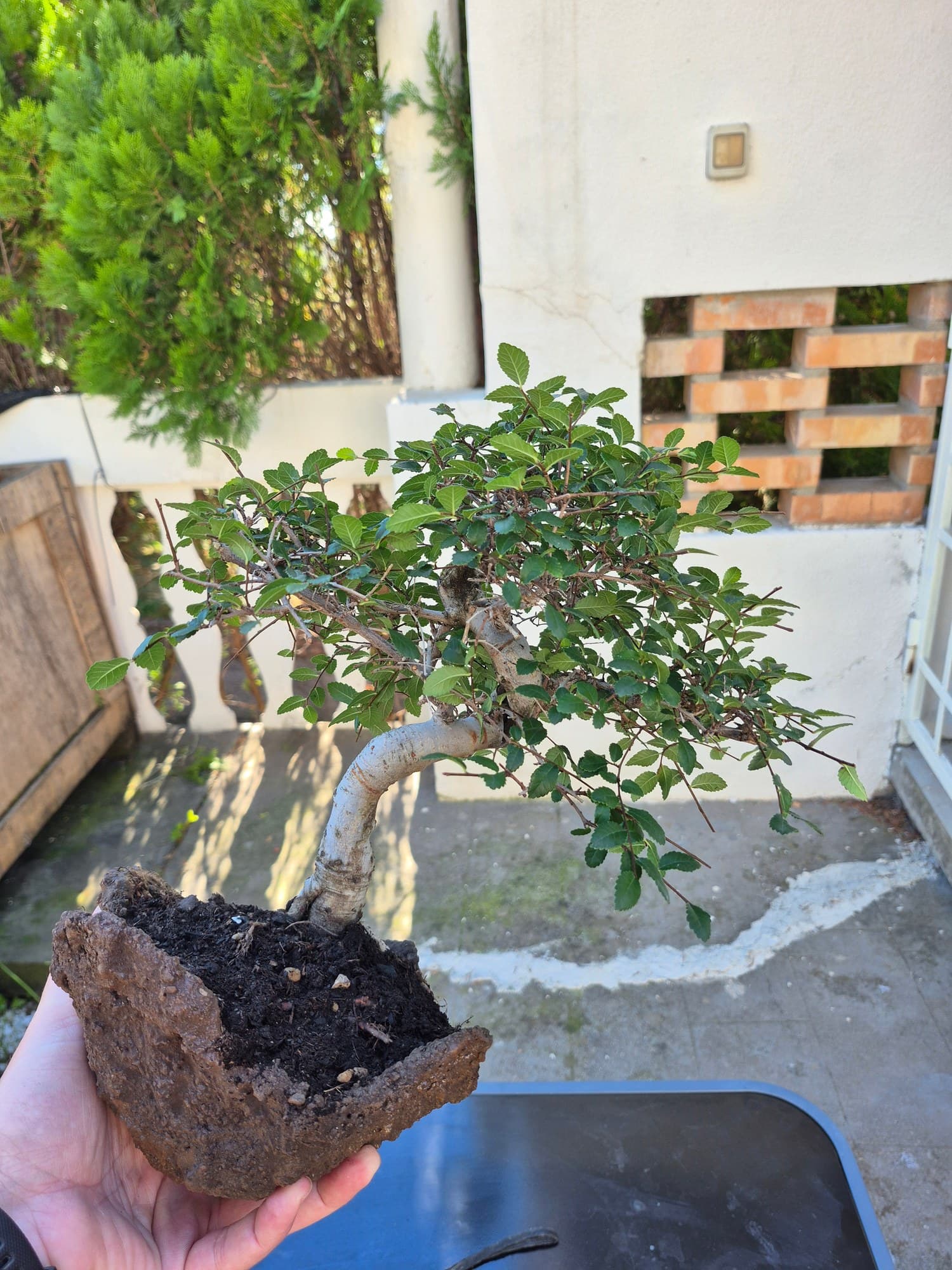 Bonsai Zelkova parvifolia (Zelkova) - tiered, 26 x 26 cm