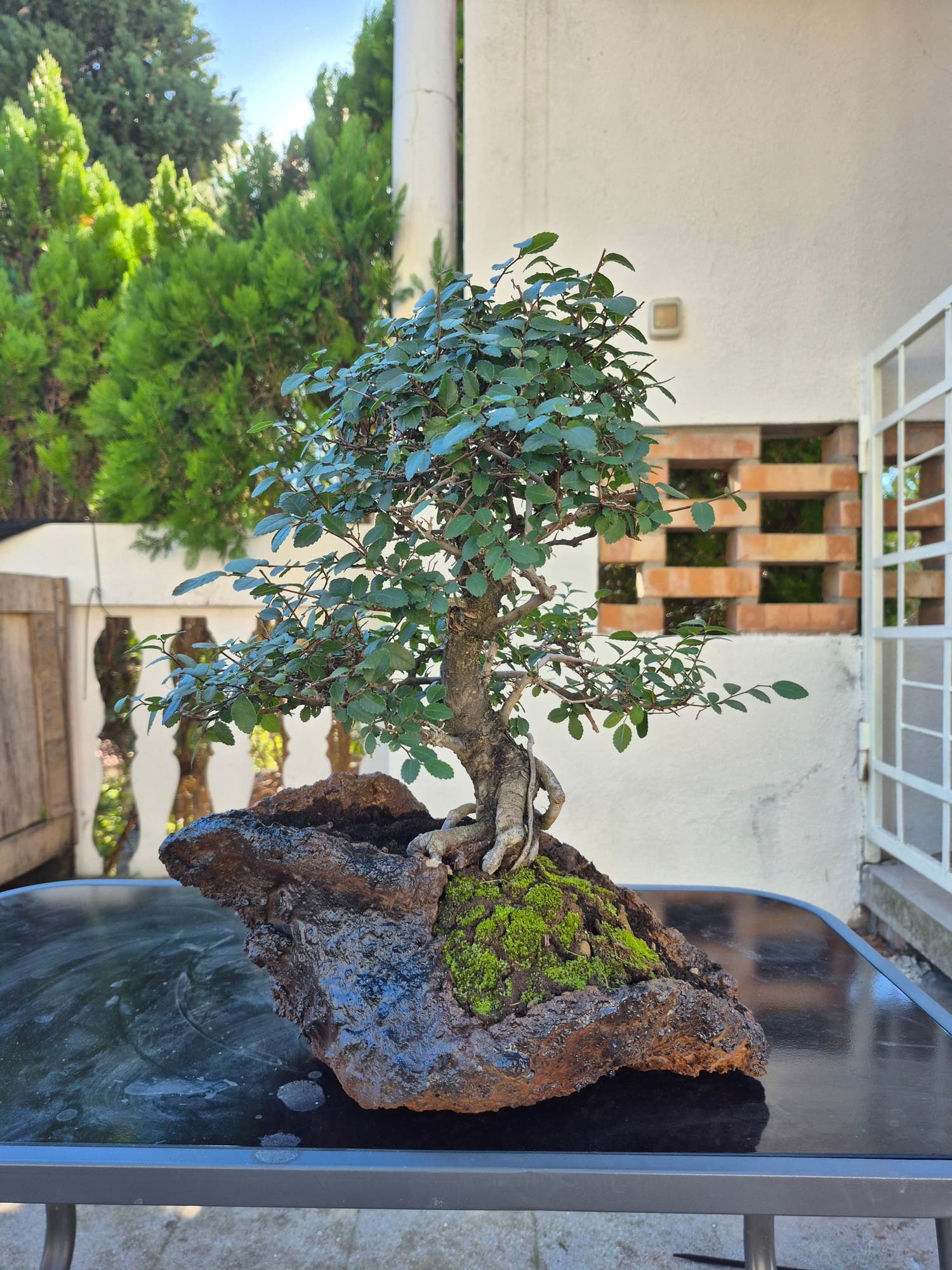 Bonsai Zelkova parvifolia (Zelkova) - su roccia artificiale, 35 x 35 cm