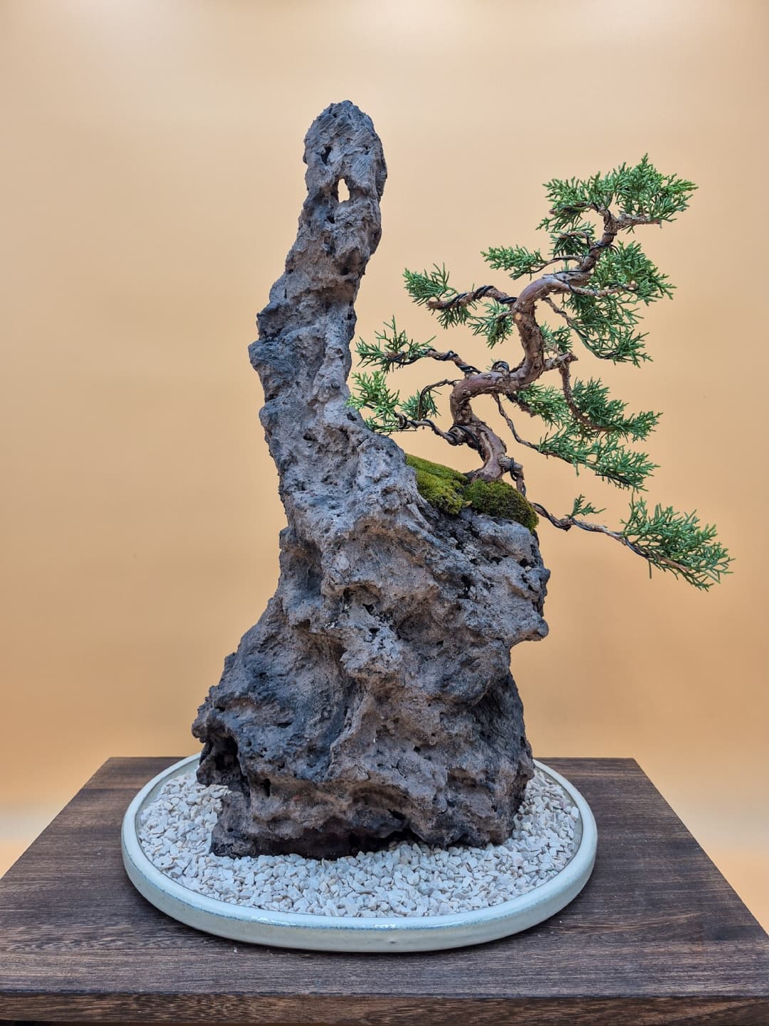 Ishizuki-Komposition Bonsai mit Kishu-Wacholder