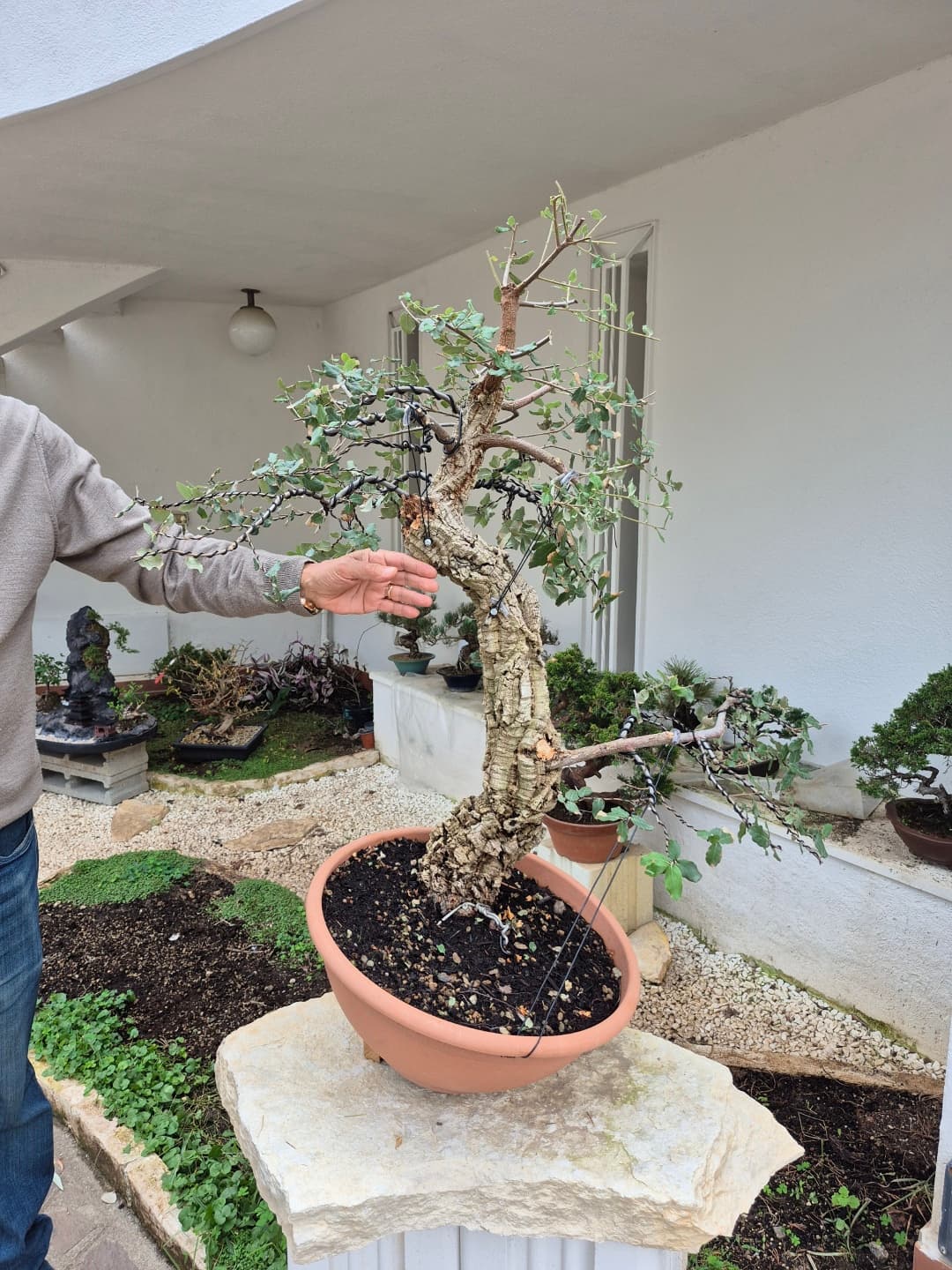 Quercus suber (Höhe: 90cm)