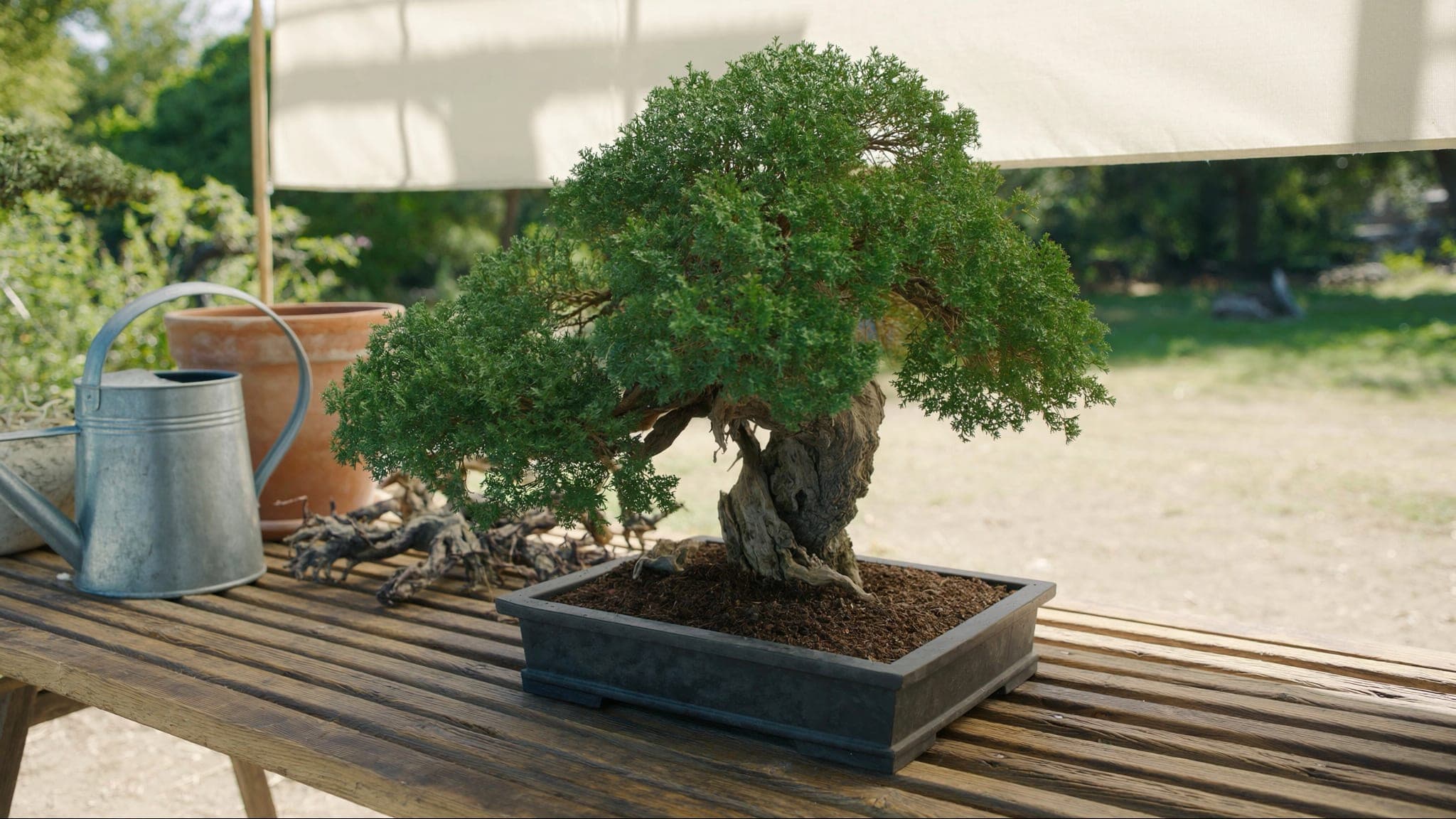 Wie schützen Sie Ihren Bonsai während einer Hitzewelle?