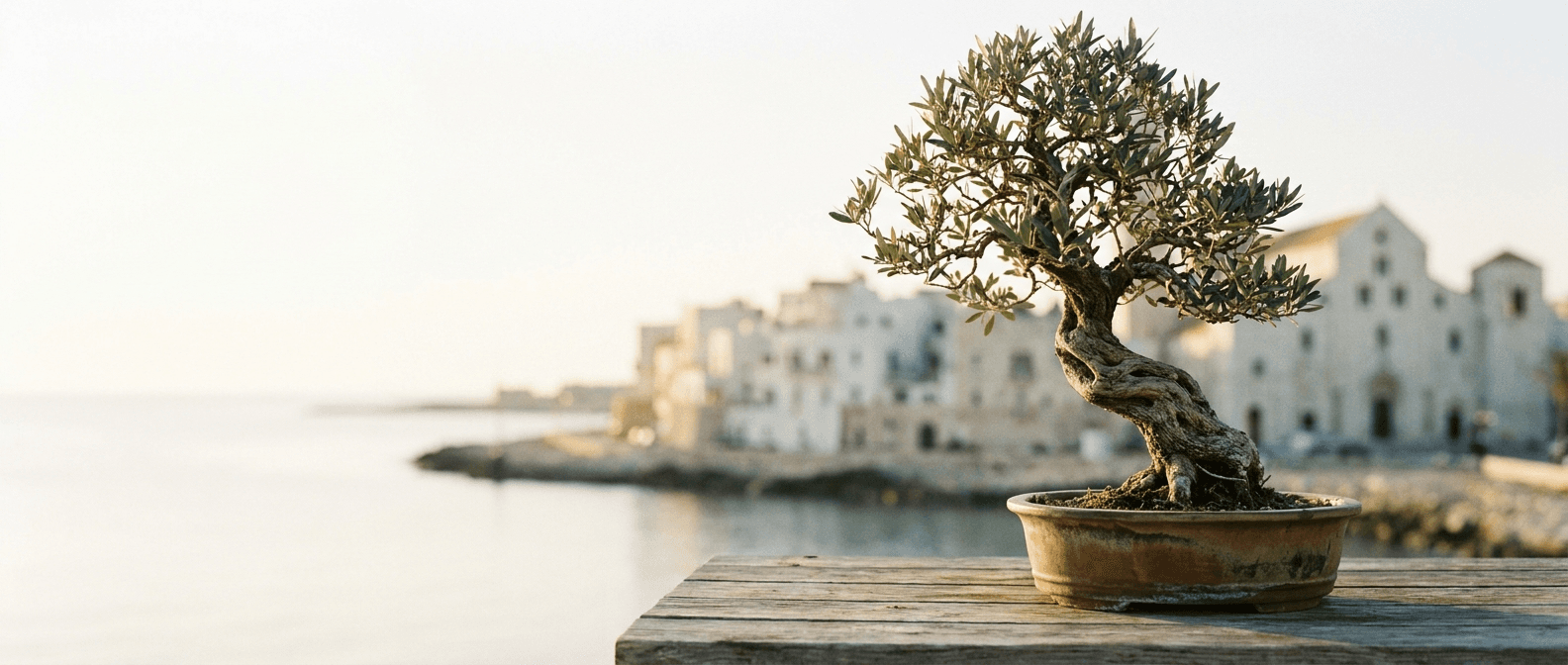 Bonsai a Bari, Puglia