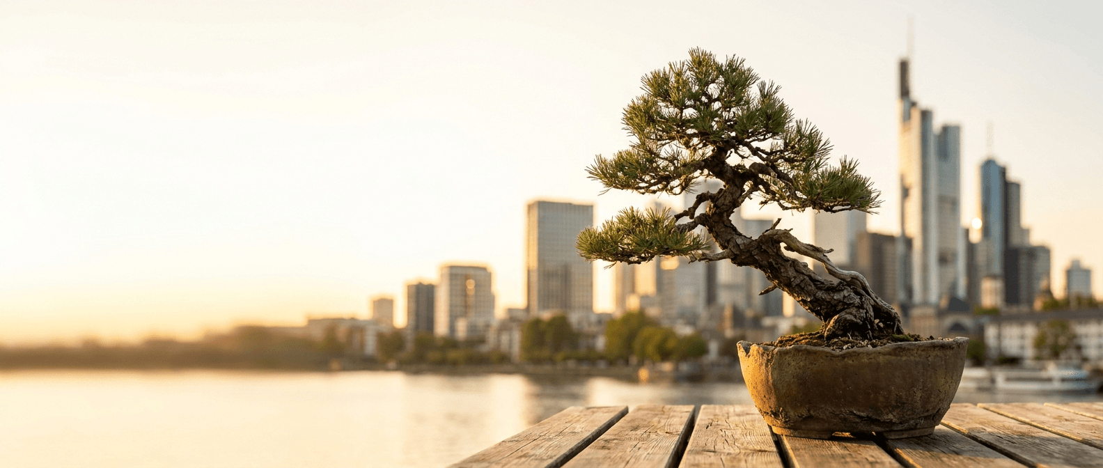 Bonsai Frankfurt, Hessen