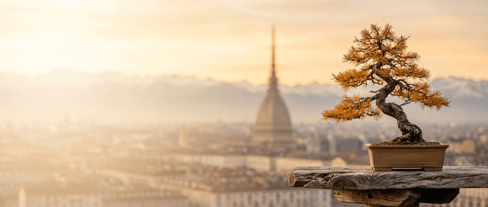 Bonsai Torino, Piemonte