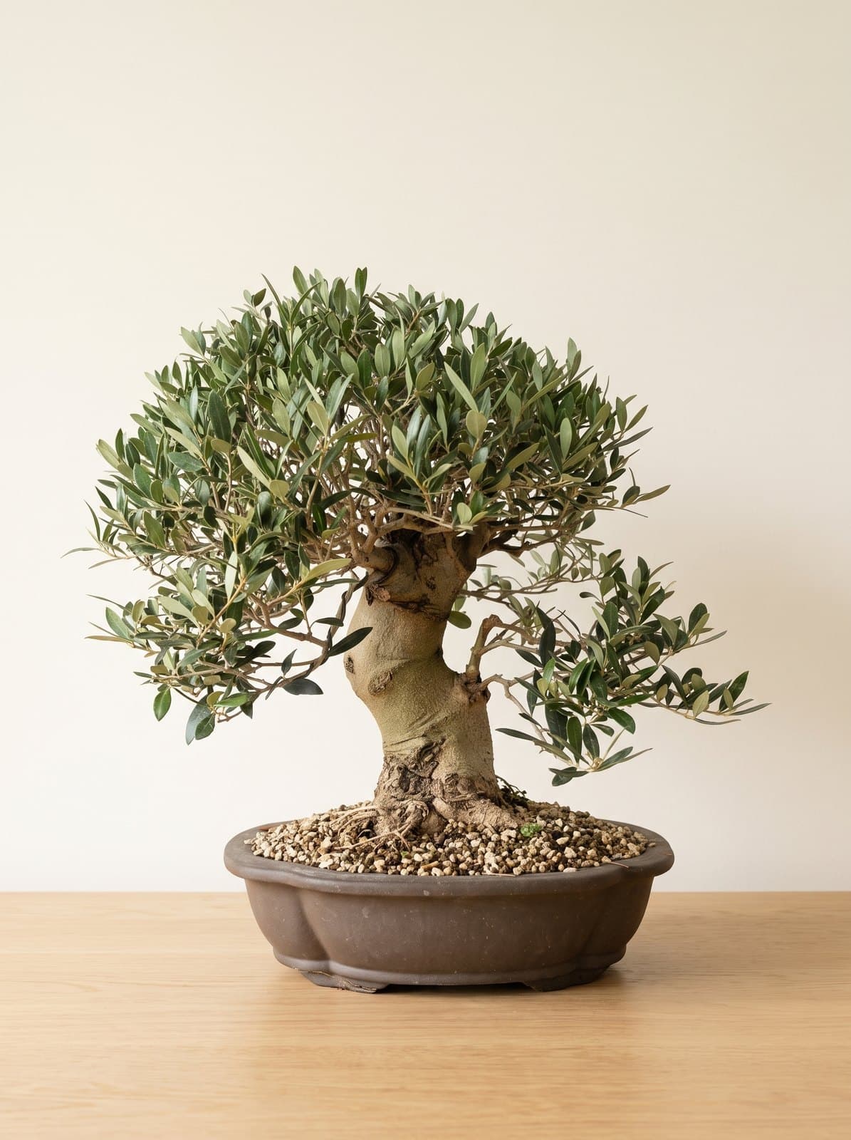 Oliven-Bonsai (Olea)