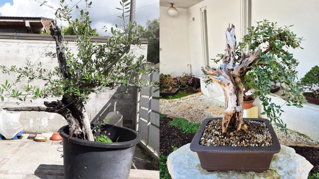 Come Curare il Bonsai di Olivo: Tecniche di Mantenimento, Concimazione e Difesa dalla Tignola