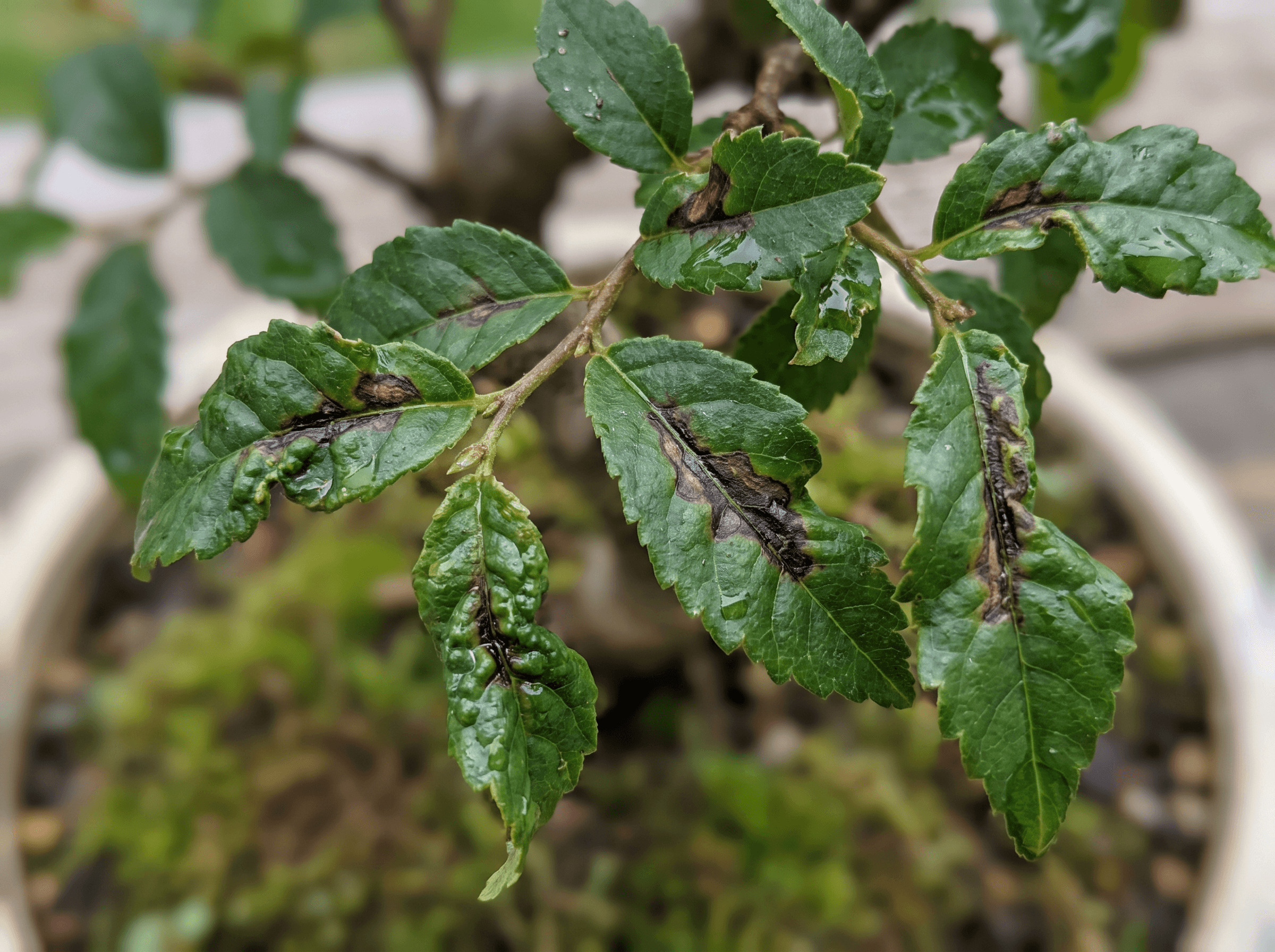 Anthracnose on your bonsai